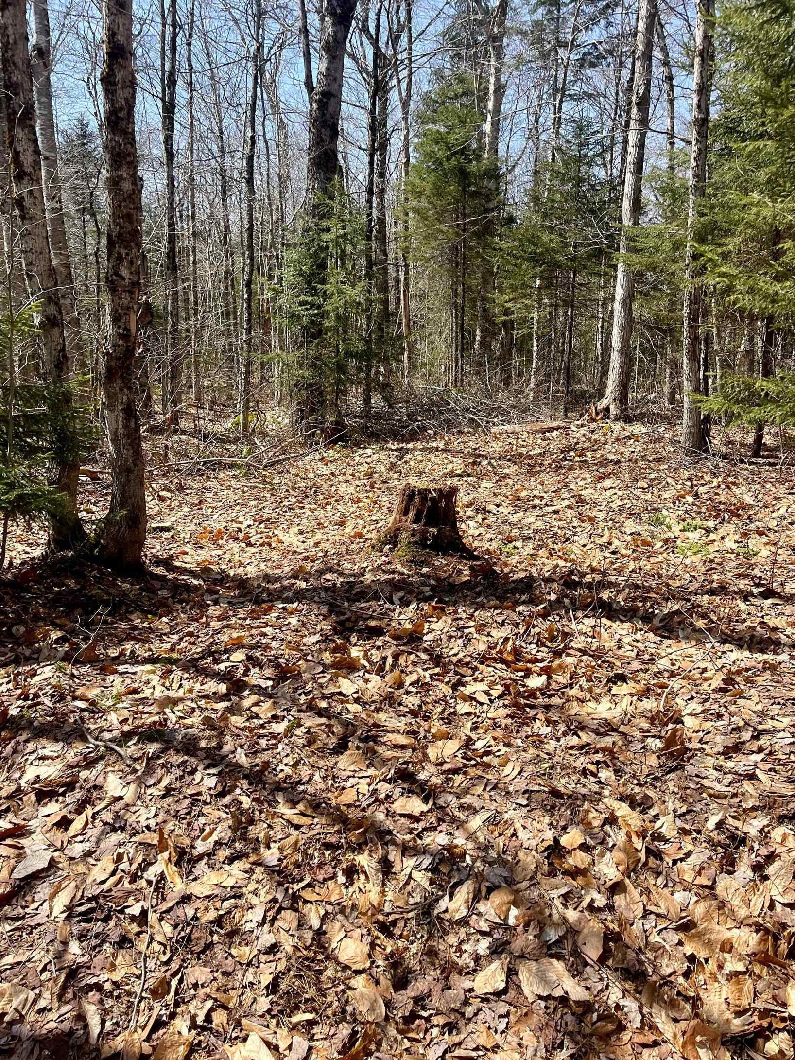 Homes for sale in Stamford, VT | 00 Oberdorf Rd, Stamford, VT 05352 | MLS# 5064834