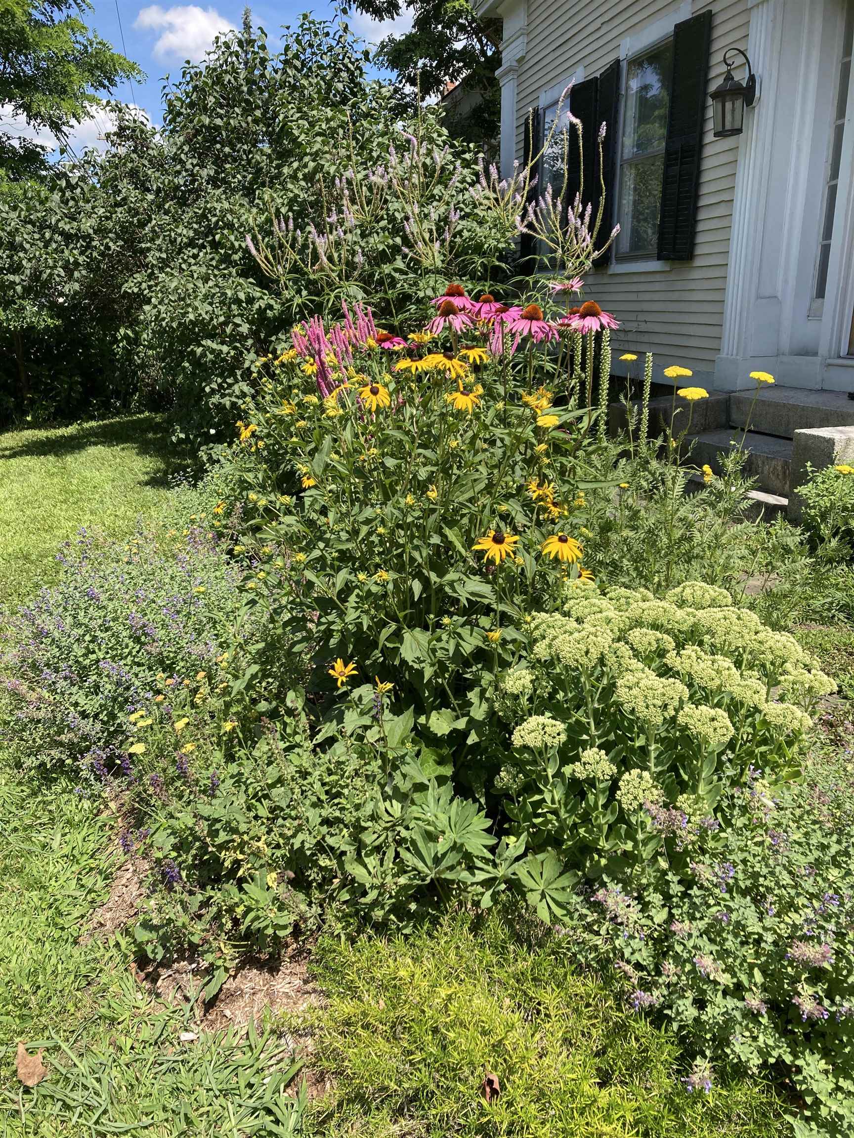 Beautiful perrenials