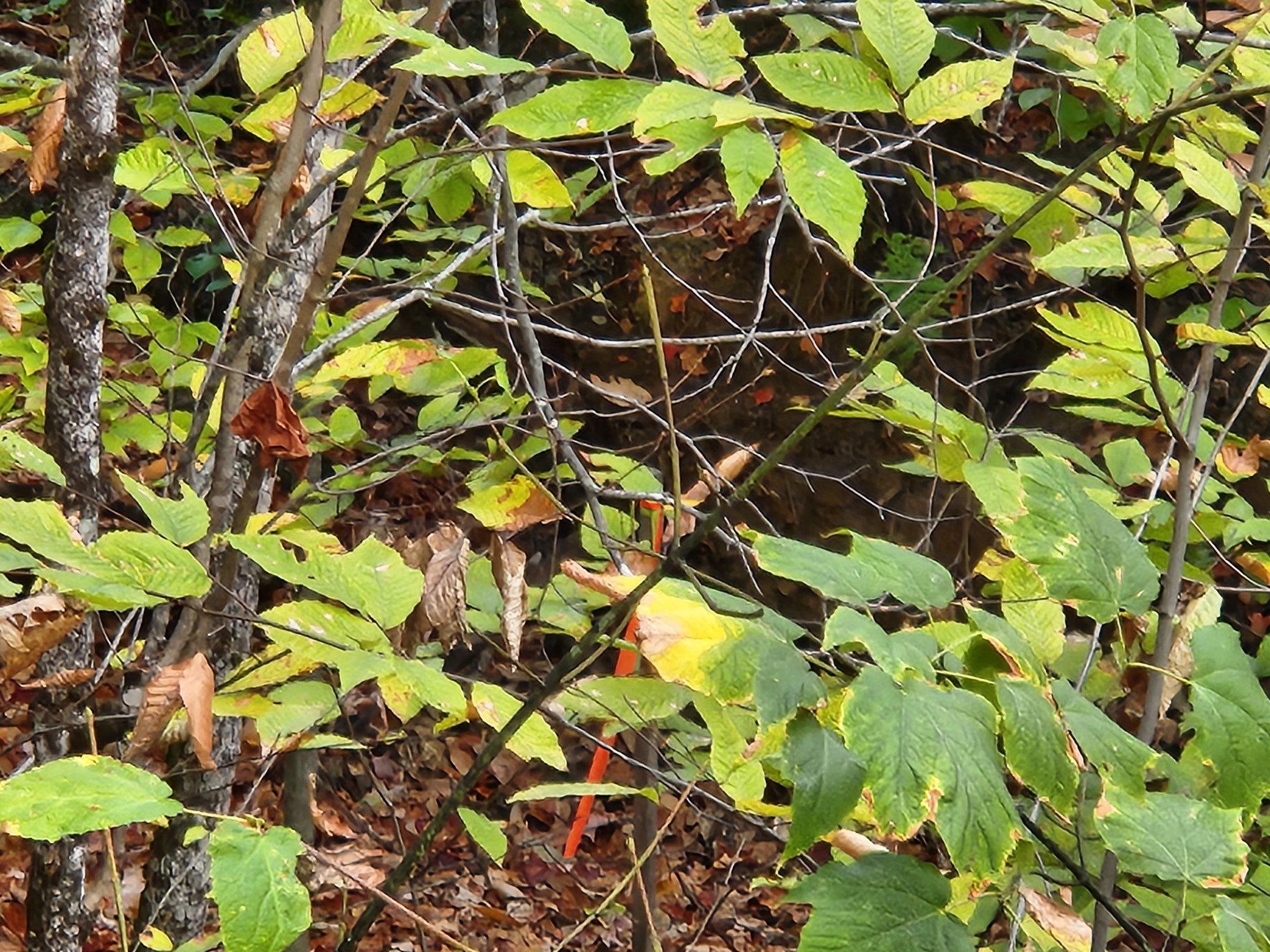 Homes for sale in Warner, NH | Bagley Hill Rd, Warner, NH 03278 | MLS# 5066107