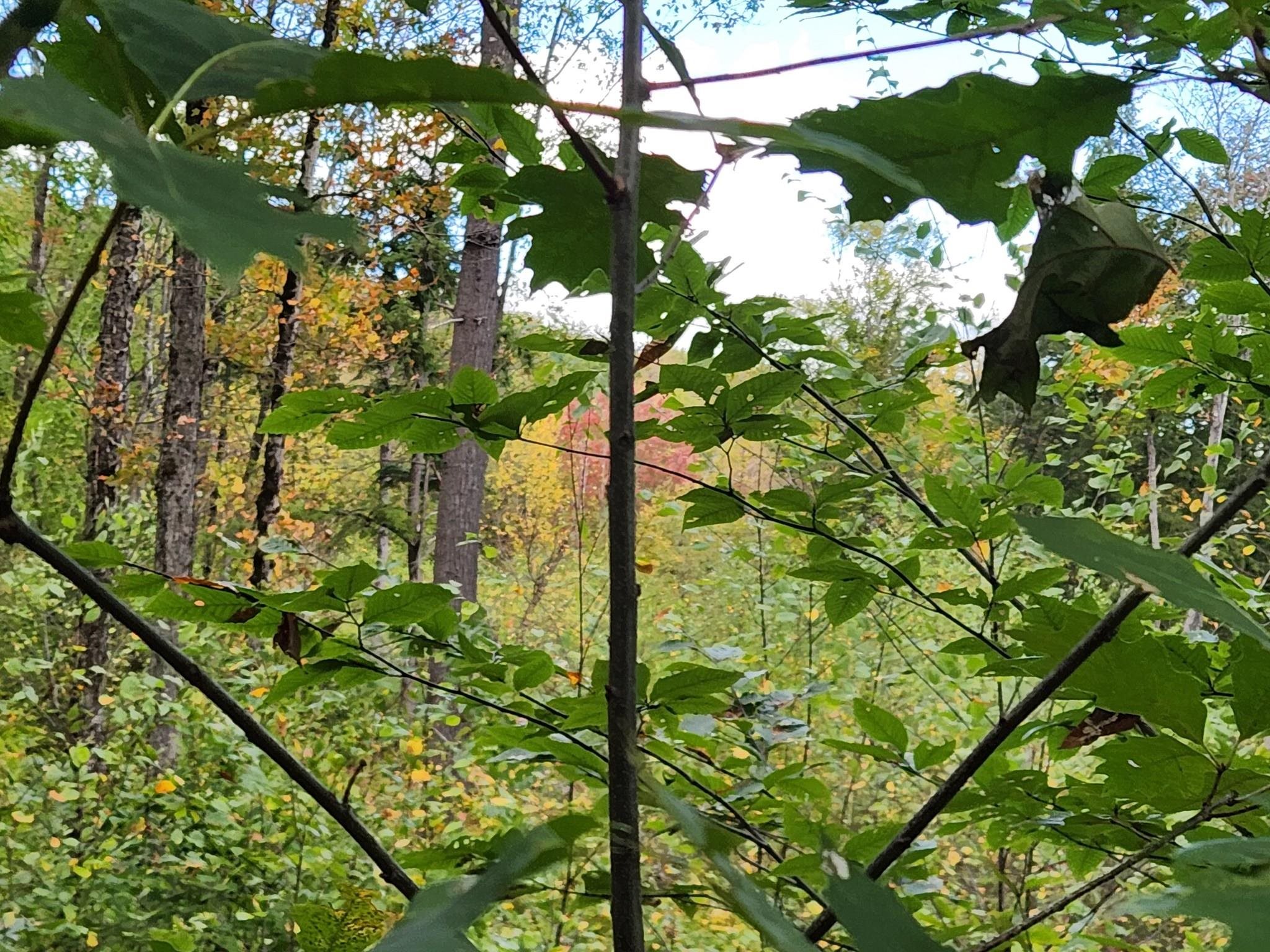 Homes for sale in Warner, NH | Bagley Hill Rd, Warner, NH 03278 | MLS# 5066107