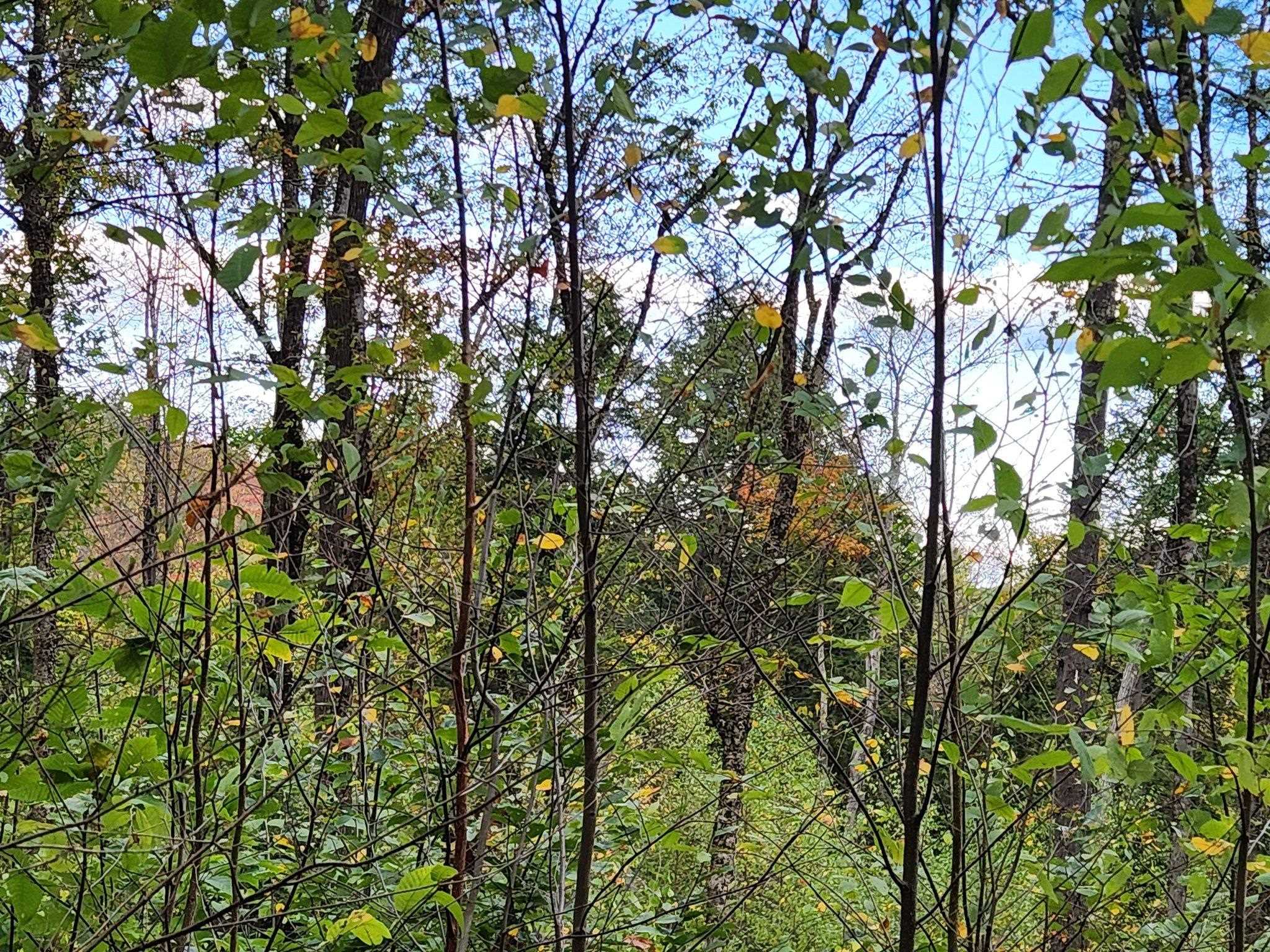 Homes for sale in Warner, NH | Bagley Hill Rd, Warner, NH 03278 | MLS# 5066107