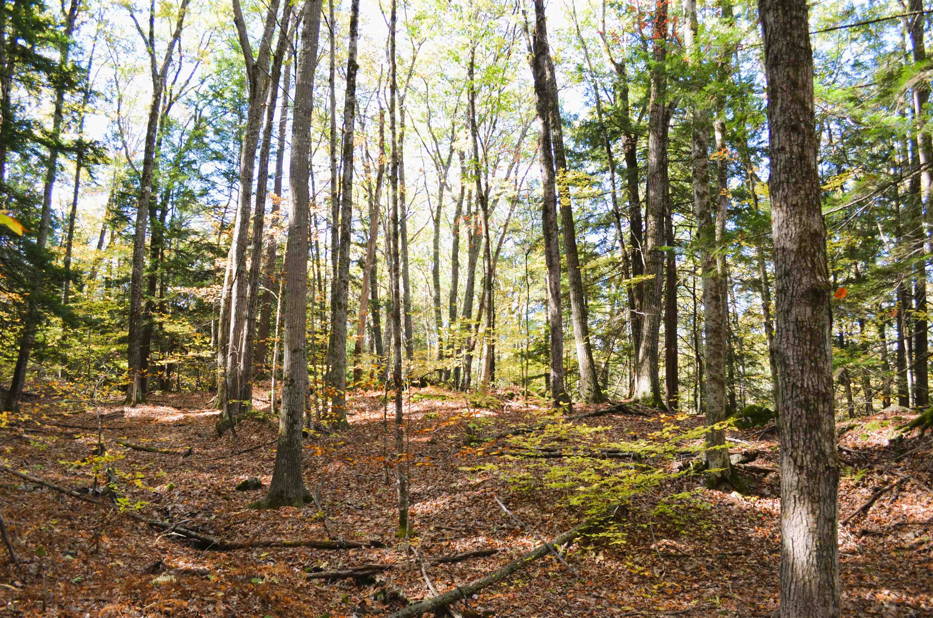 Homes for sale in Gilsum, NH | 29&31 White Brook Rd, Gilsum, NH 03448 | MLS# 5066390