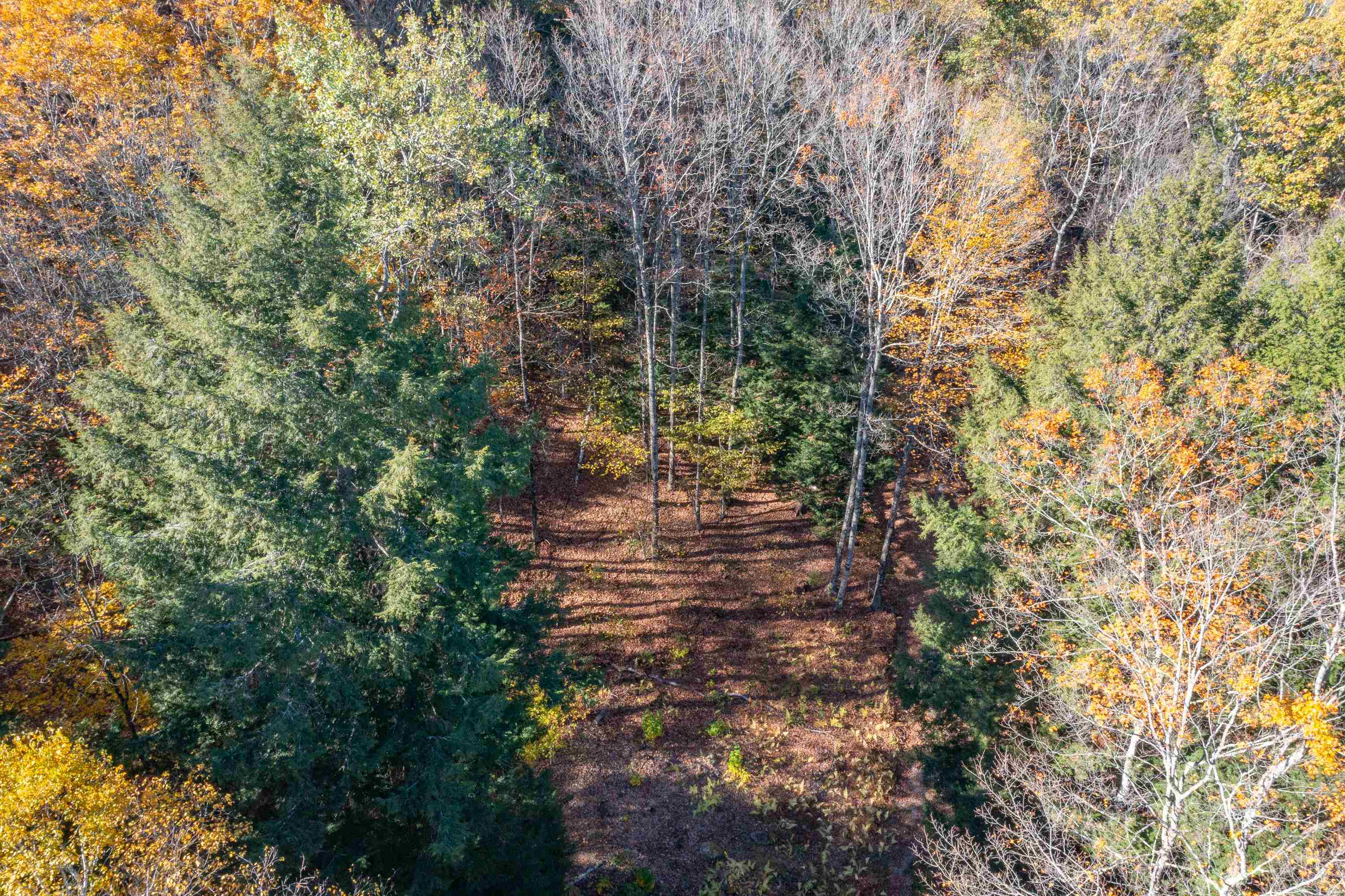 Looking down on clearing