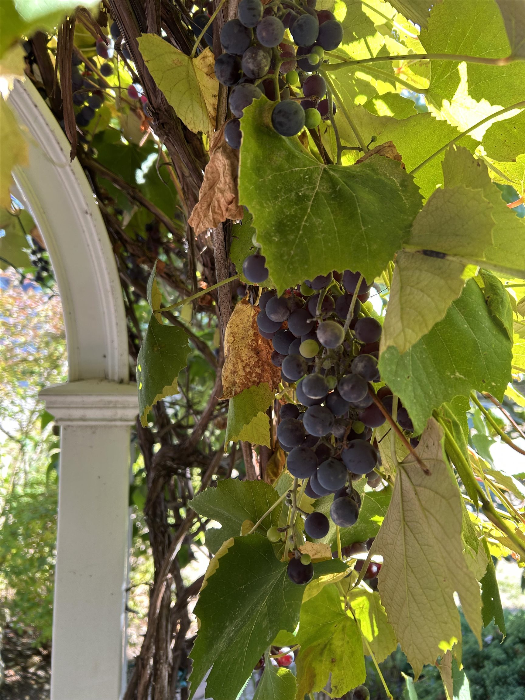 MLS #5067095 image #53