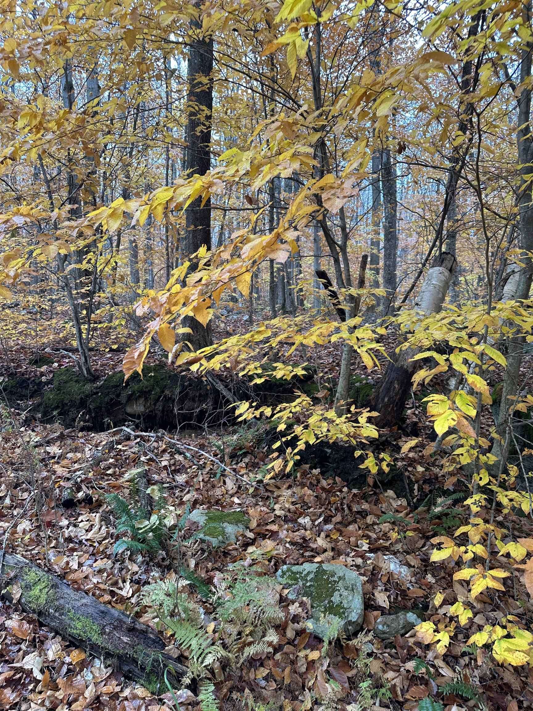 MLS #5067202 image #4