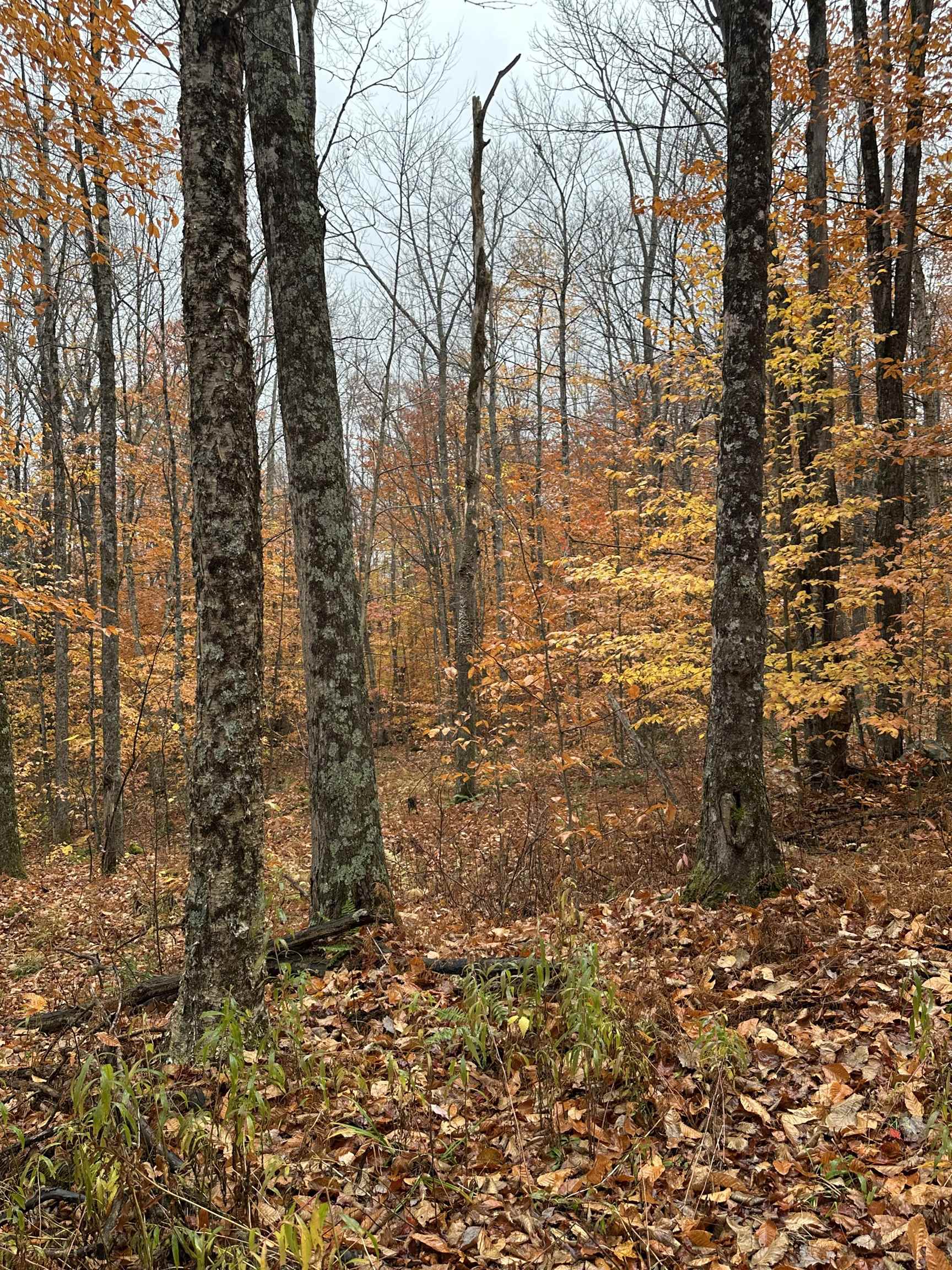 MLS #5067202 image #5