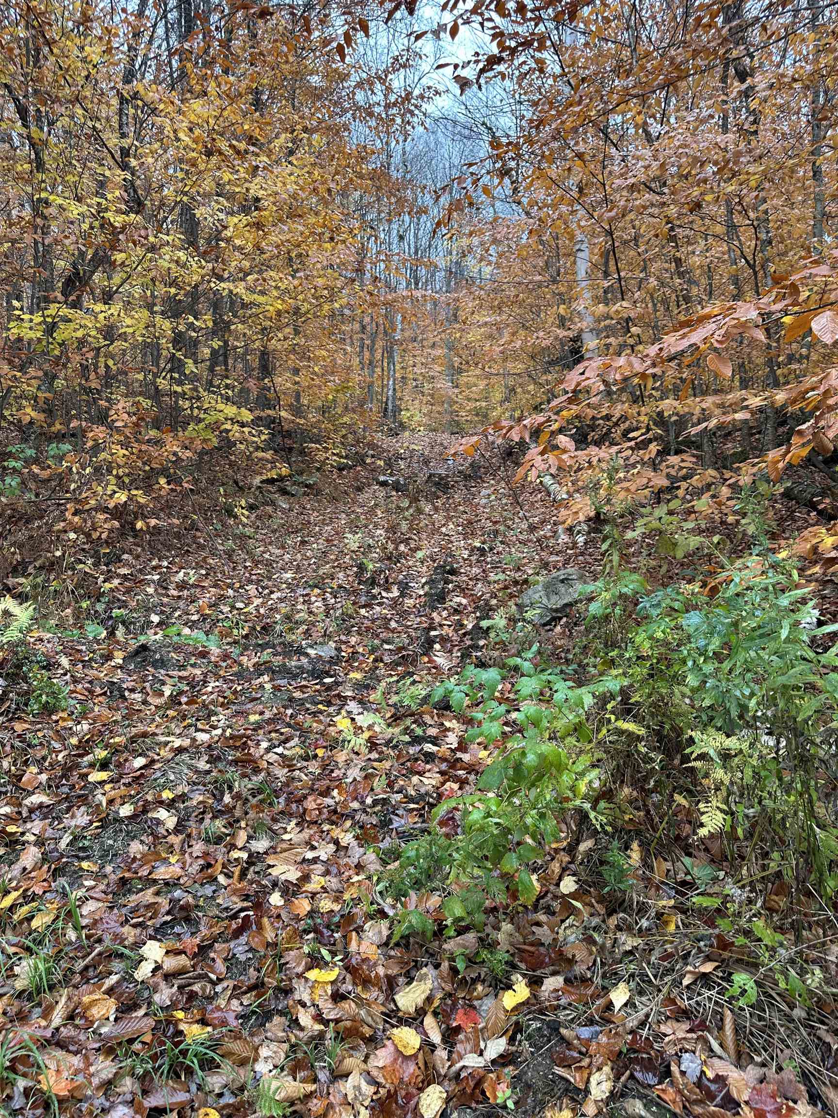 MLS #5067202 image #6