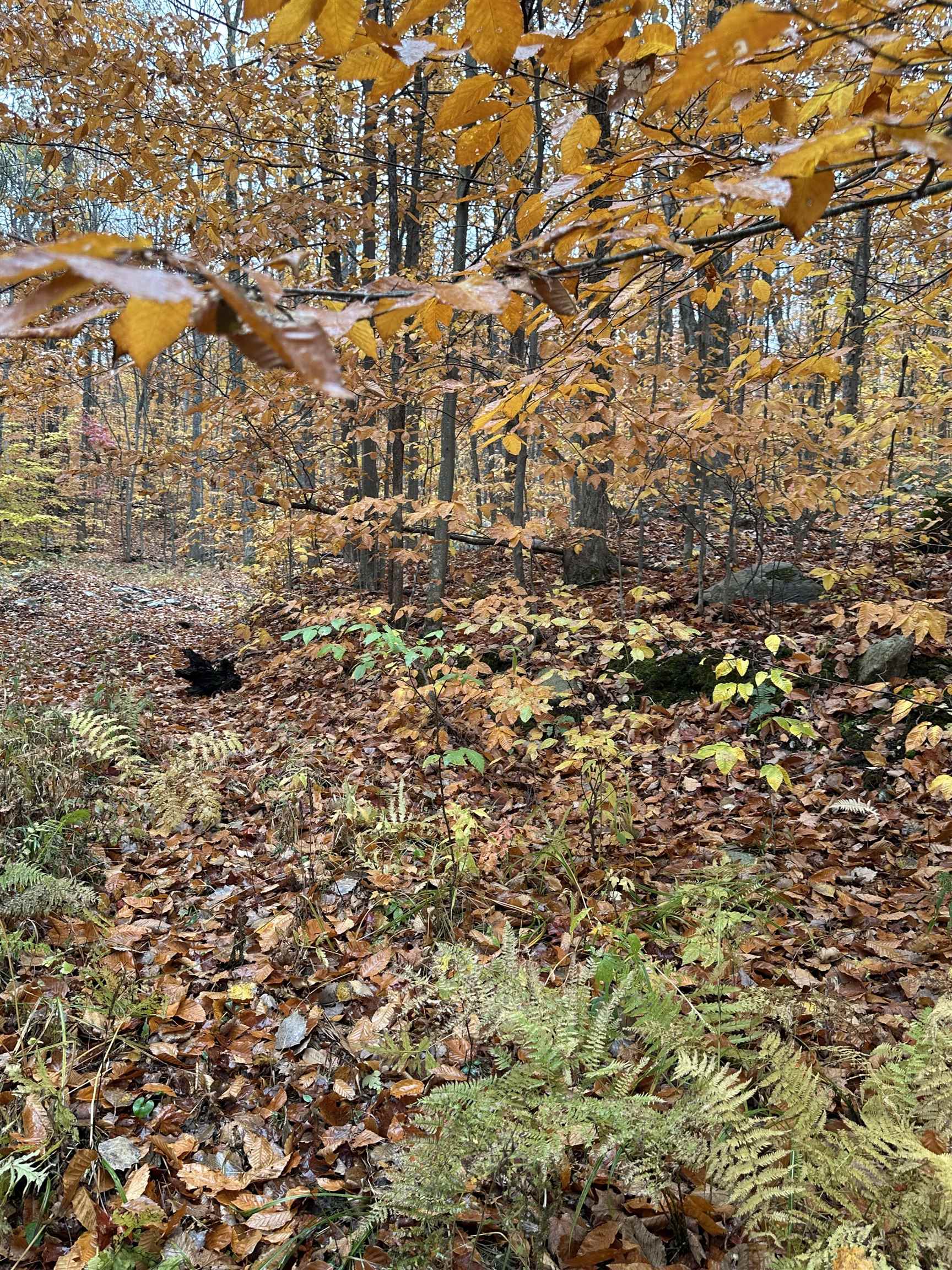 MLS #5067202 image #8