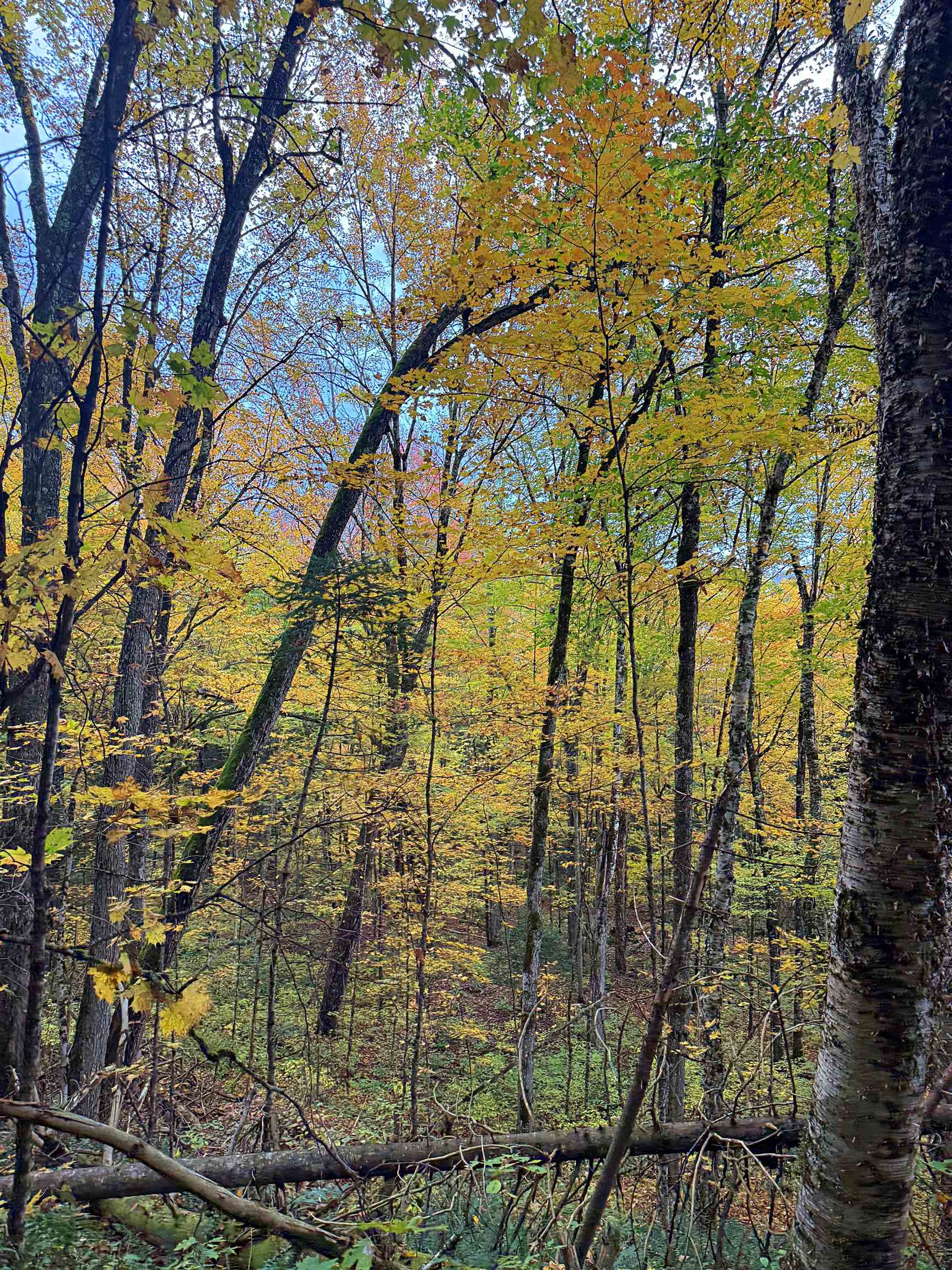 Homes for sale in Lyndon, VT | 0 Darling Hill Rd, Lyndon, VT 05849 | MLS# 5067325