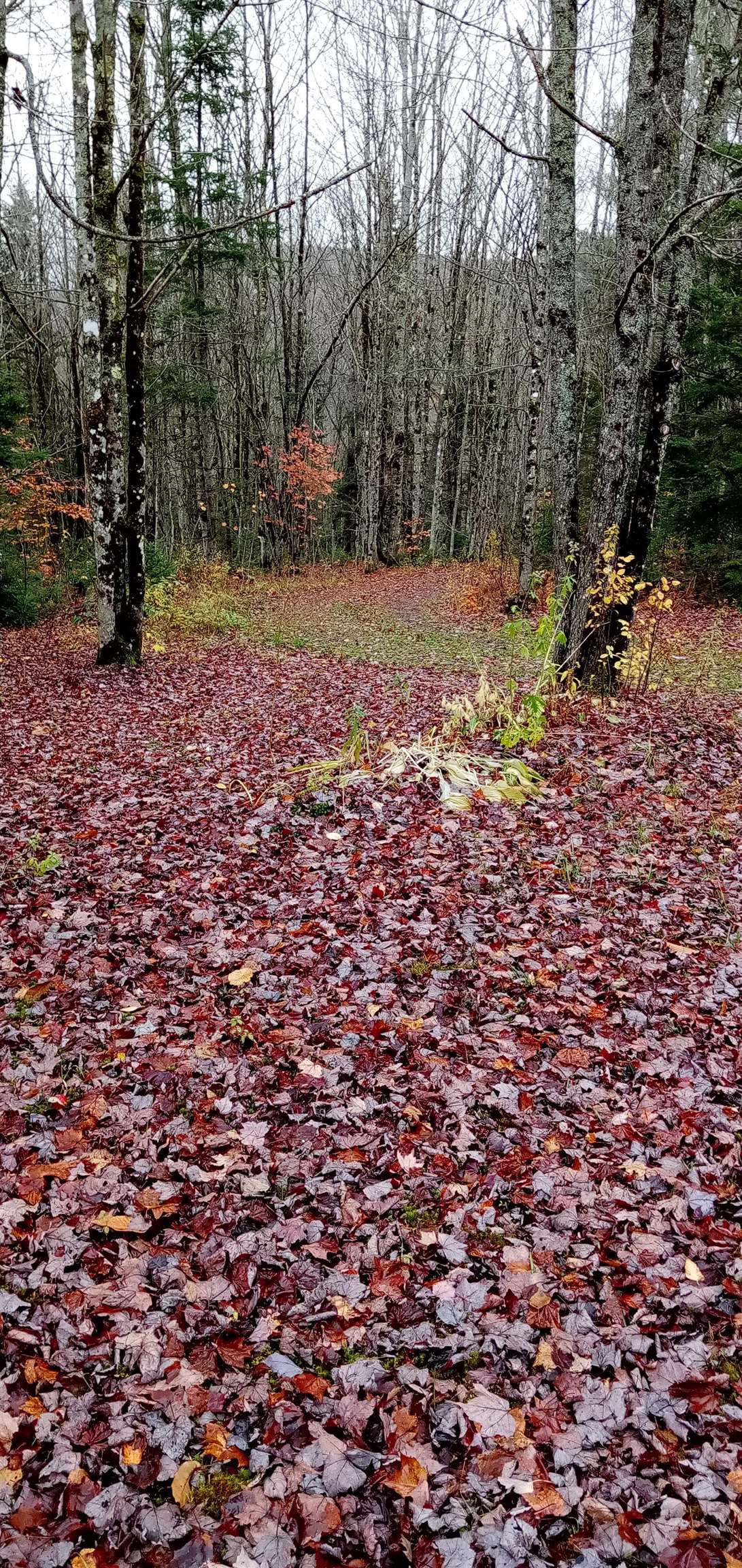 Homes for sale in Eden, VT | 102 Albany Rd, Eden, VT 05653 | MLS# 5067411