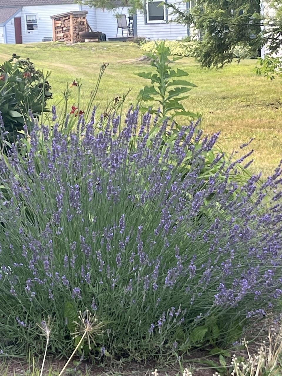 Easy To Care For Plantings