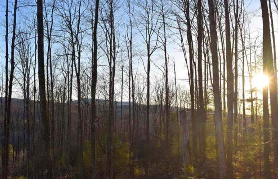 Homes for sale in Wheelock, VT | 0 Sutton Rd, Wheelock, VT 05851 | MLS# 5067861