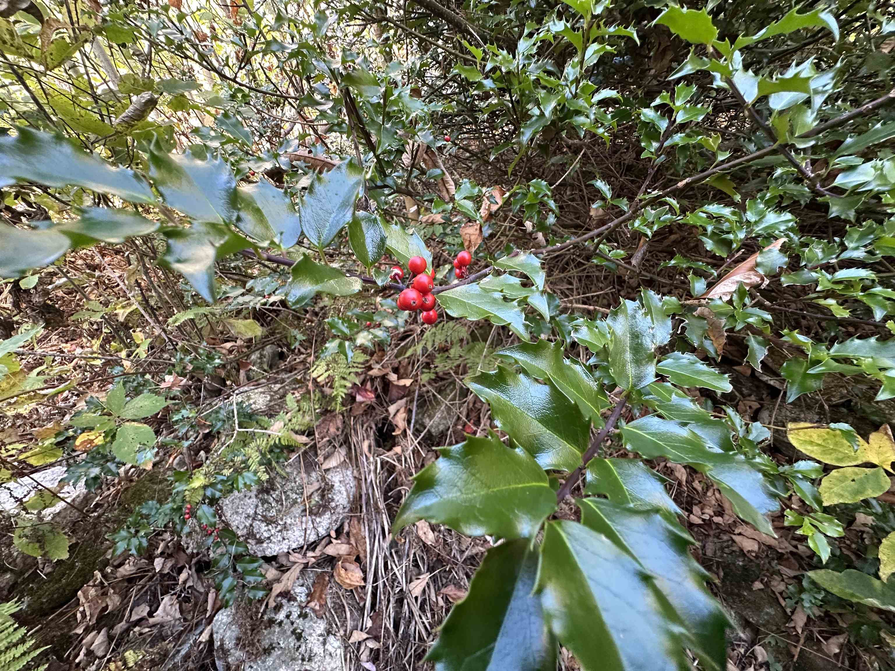 1502 Us Route 2, Randolph, NH 03593