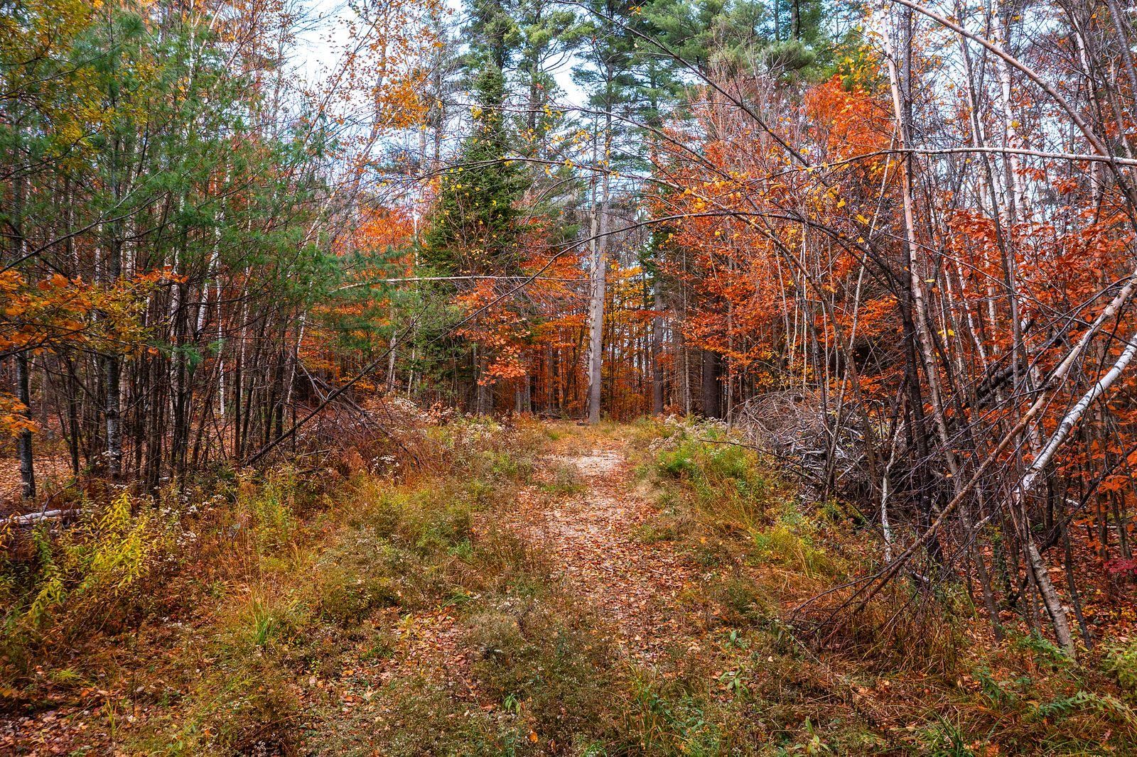 Homes for sale in Londonderry, VT | 0 Howard Hill Rd, Londonderry, VT 05148 | MLS# 5068070