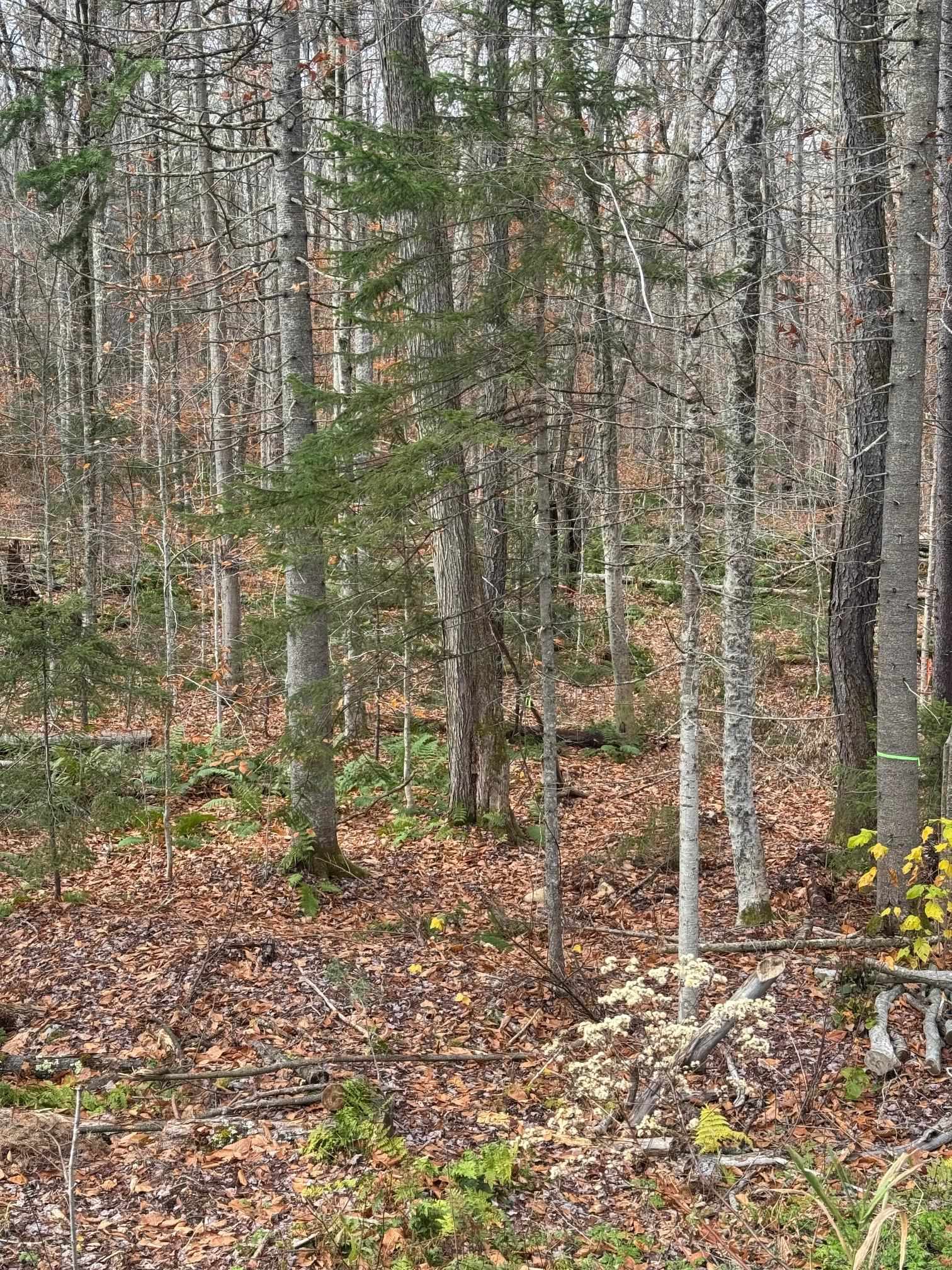 Homes for sale in Plymouth, VT | 00 Hawk Spur Rd, Plymouth, VT 05056 | MLS# 5068086