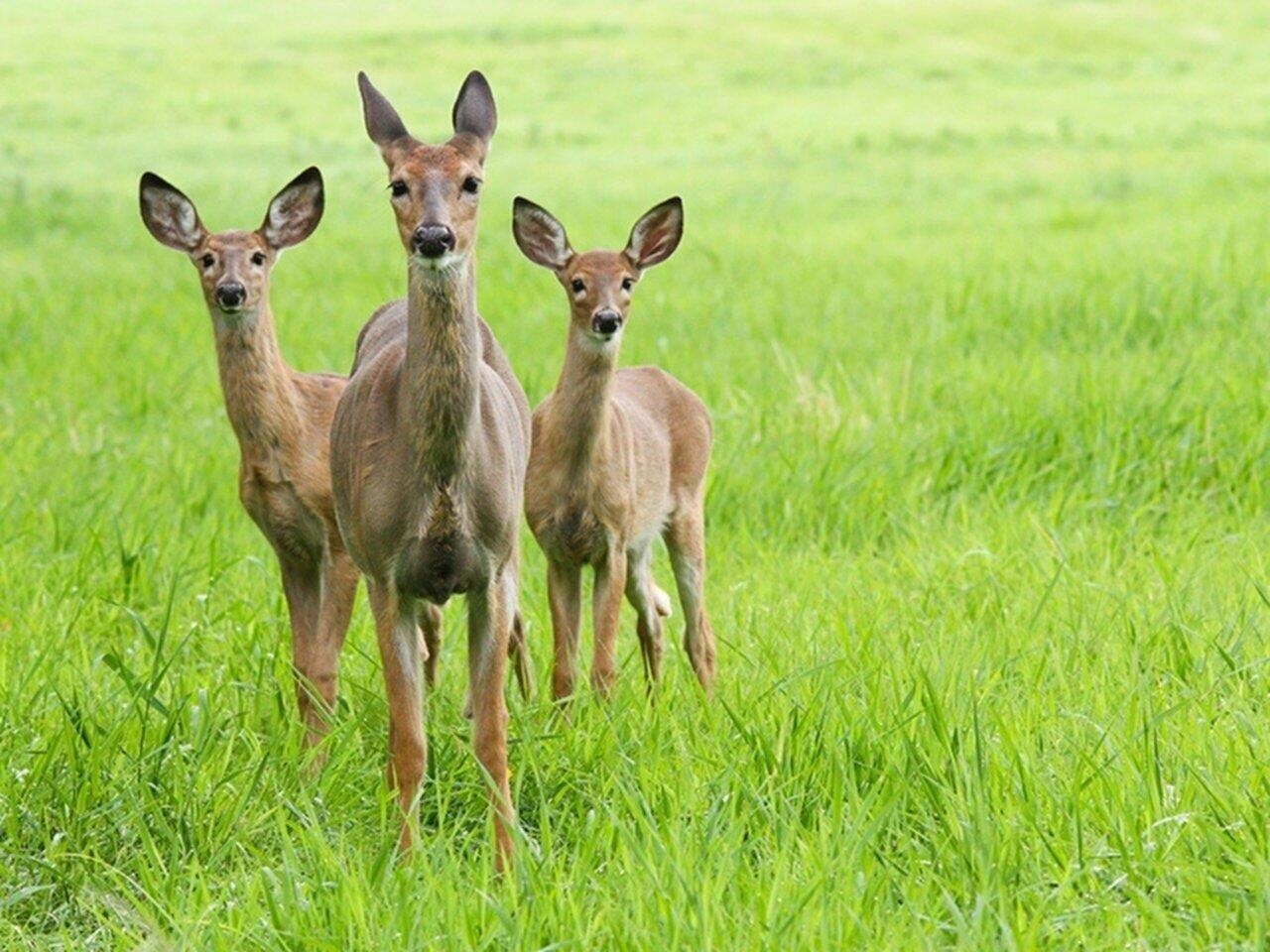 Homes for sale in South Burlington, VT | 313 North Jefferson Rd, South Burlington, VT 05403 | MLS# 5068149