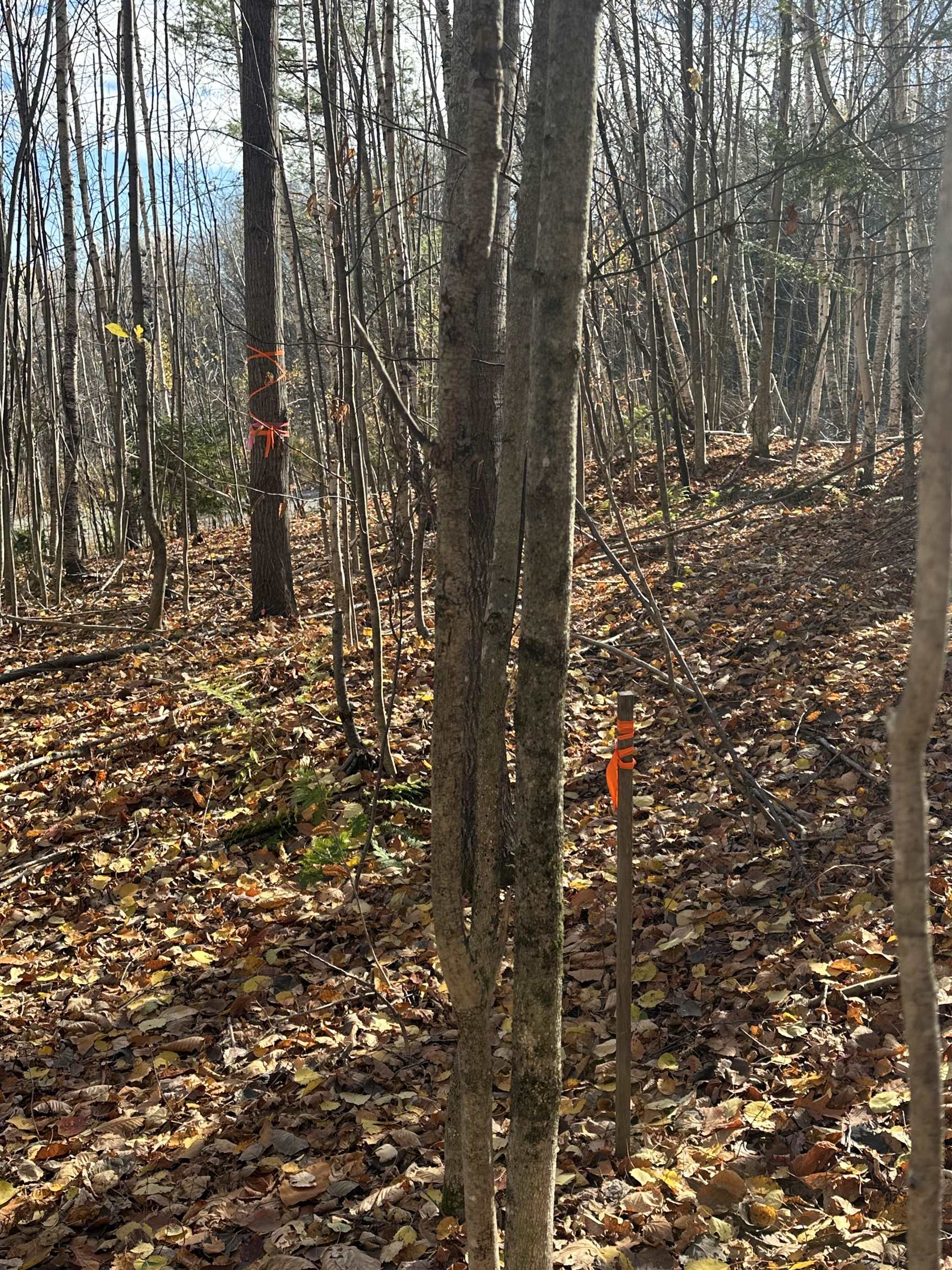 MLS #5068478 image #33