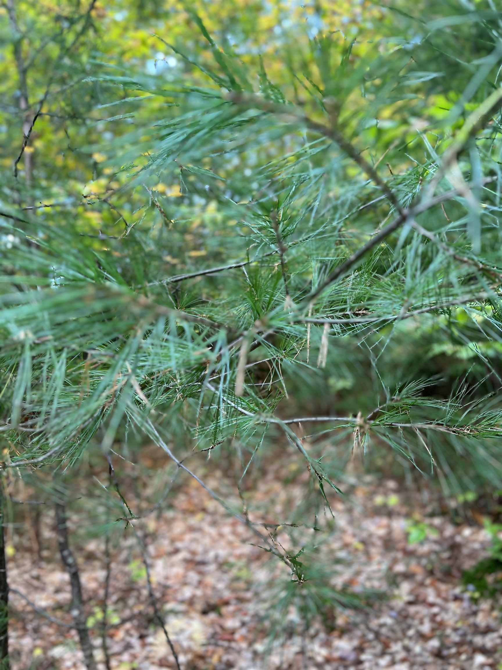 MLS #5068632 image #10