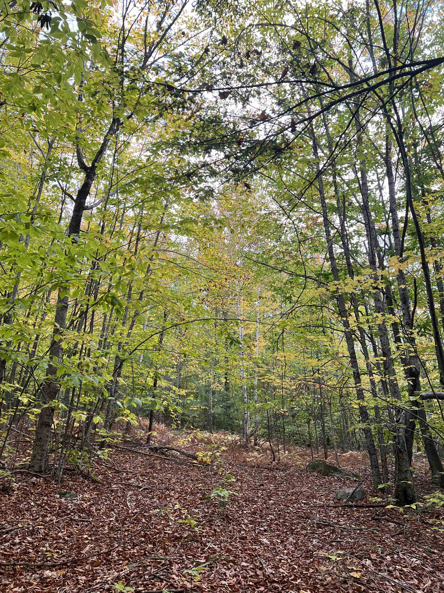 MLS #5068632 image #11