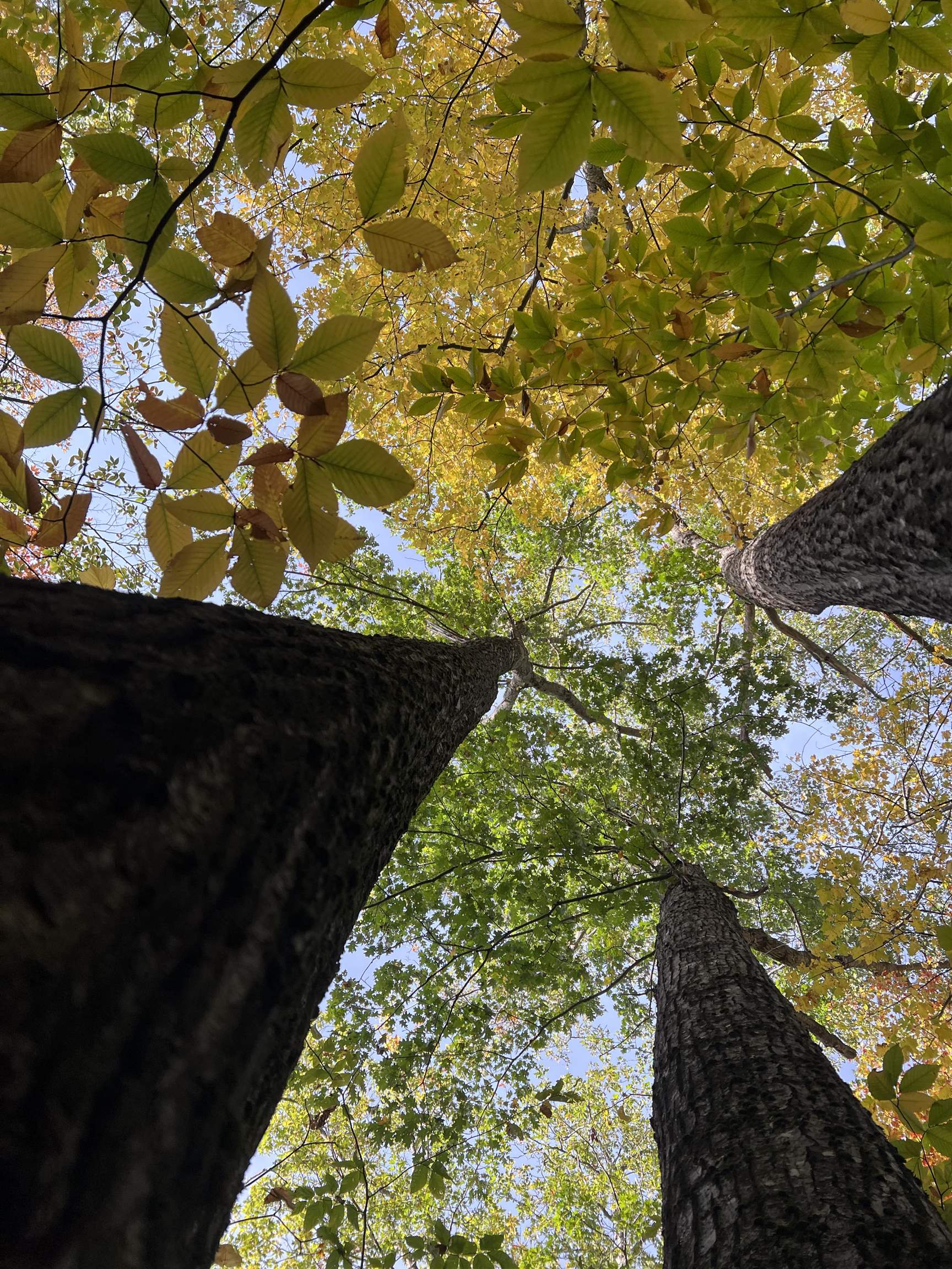 MLS #5068632 image #12