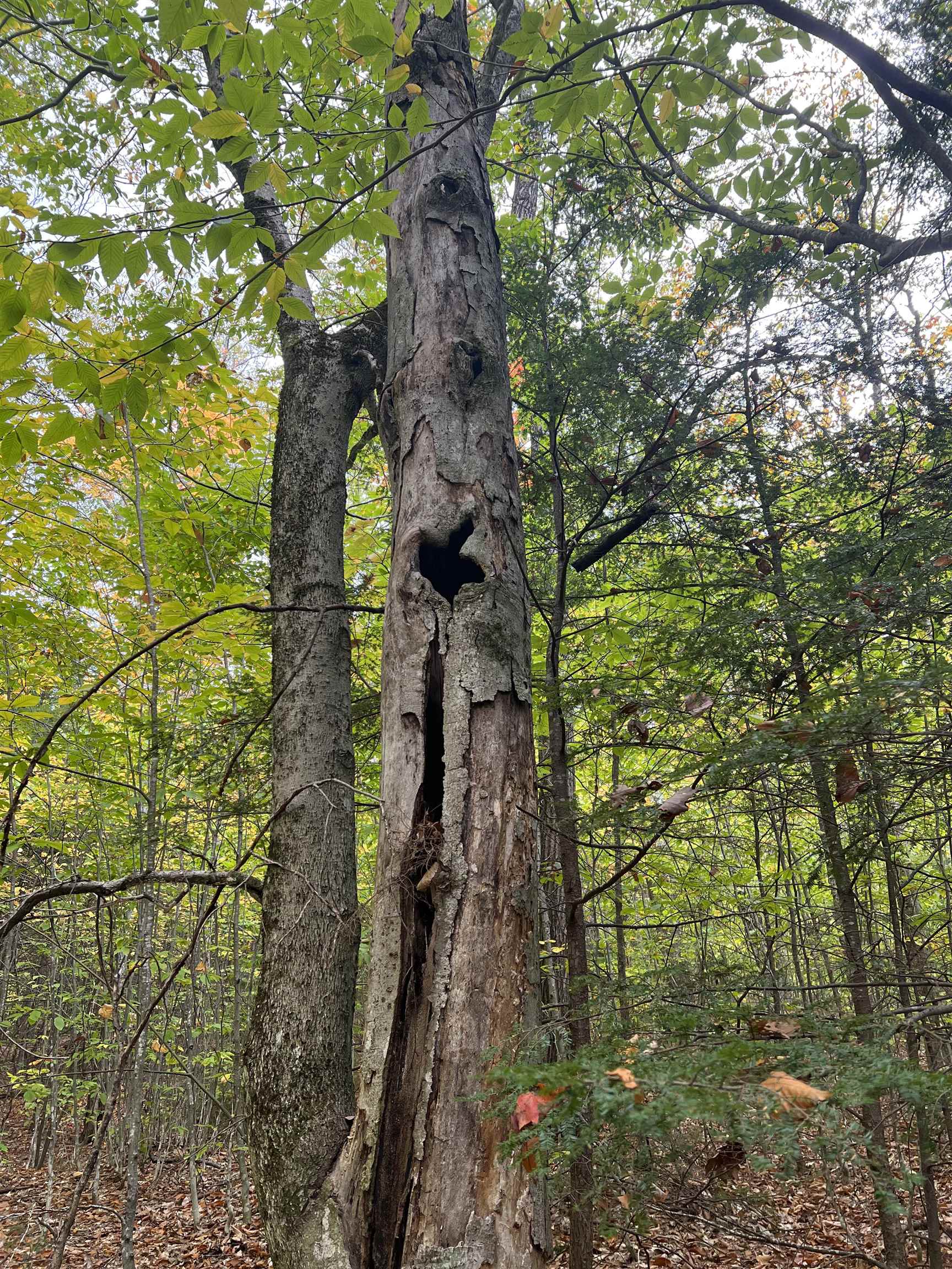 MLS #5068632 image #14