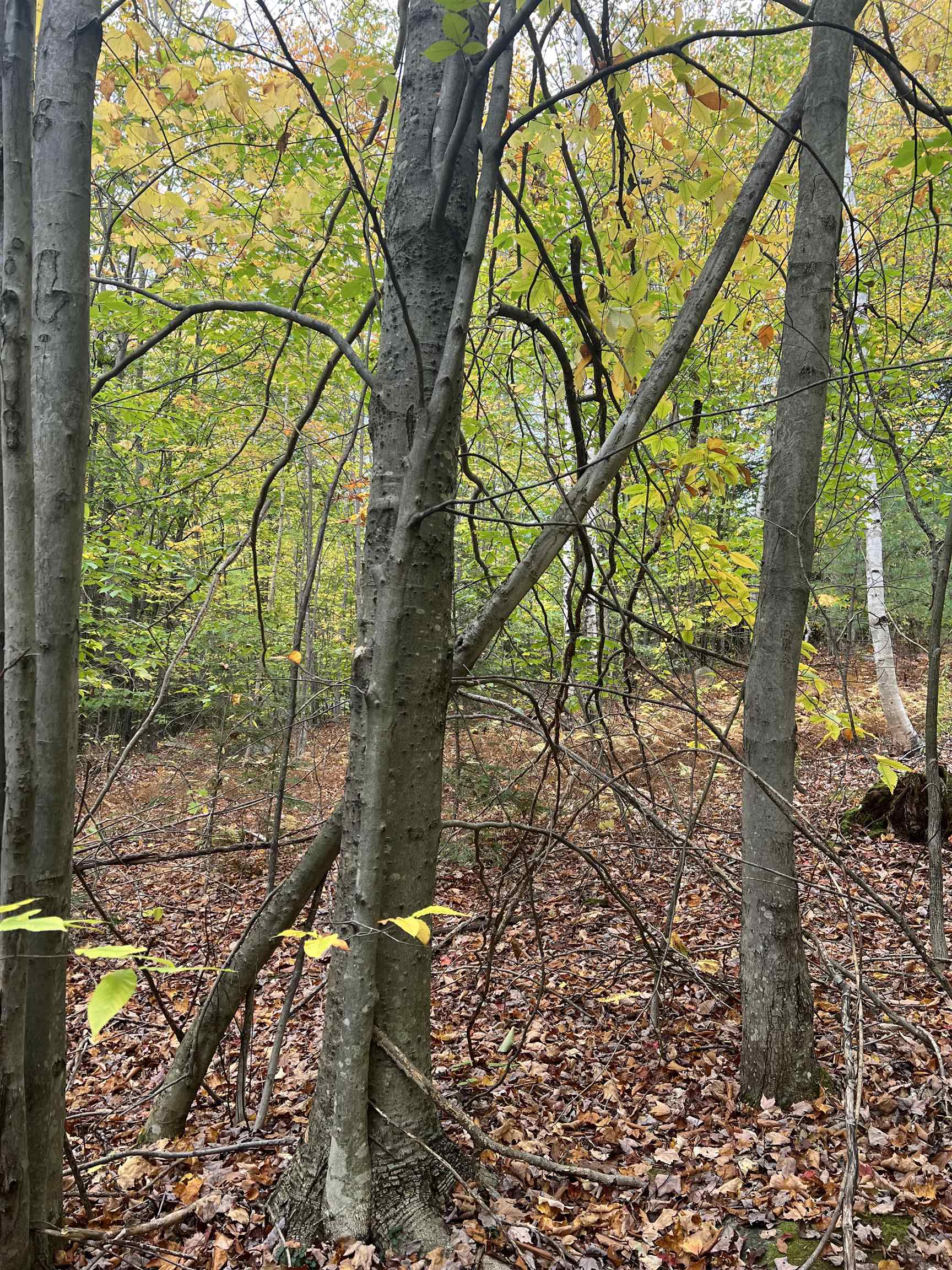 MLS #5068632 image #15