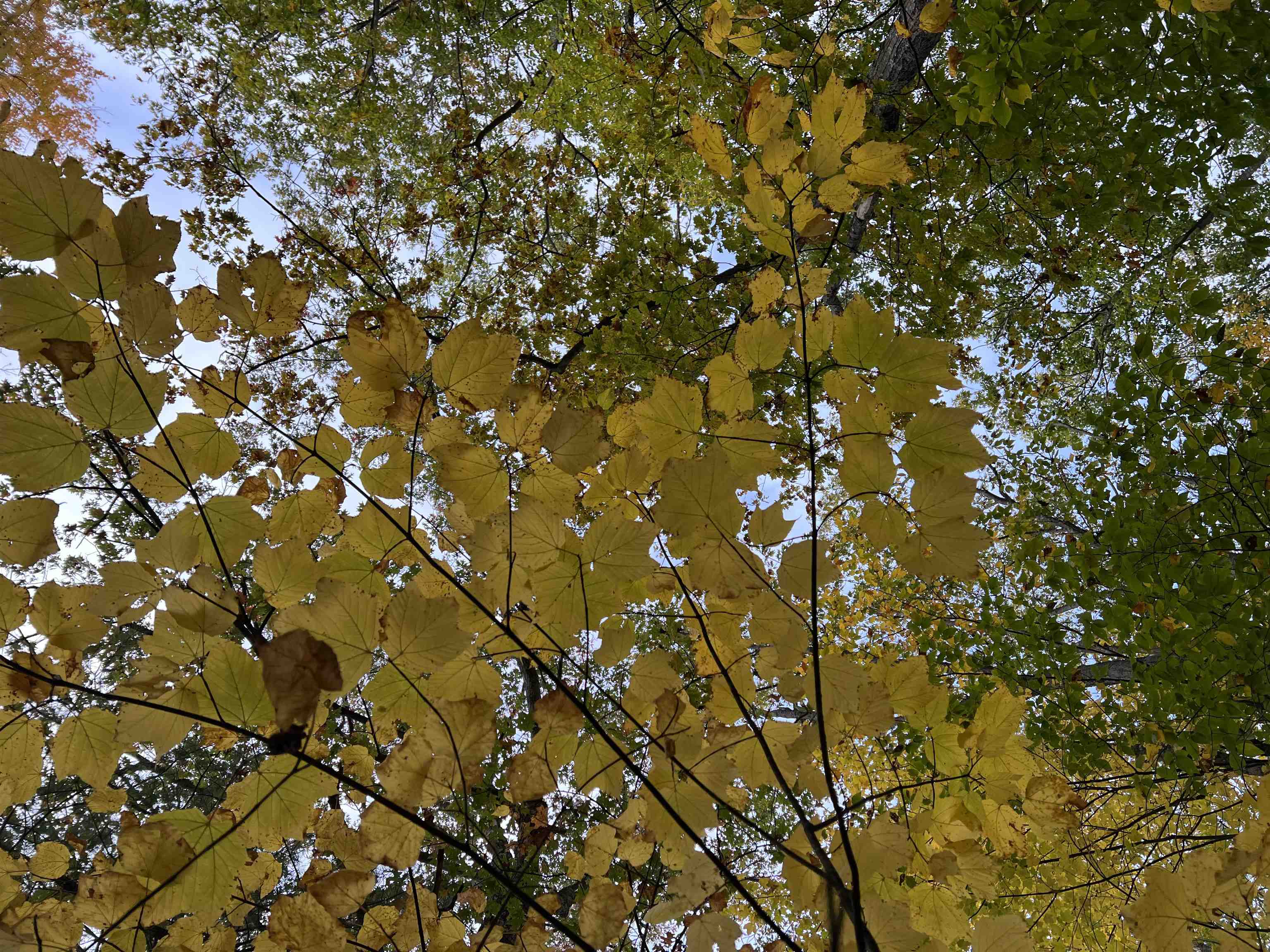 MLS #5068632 image #23