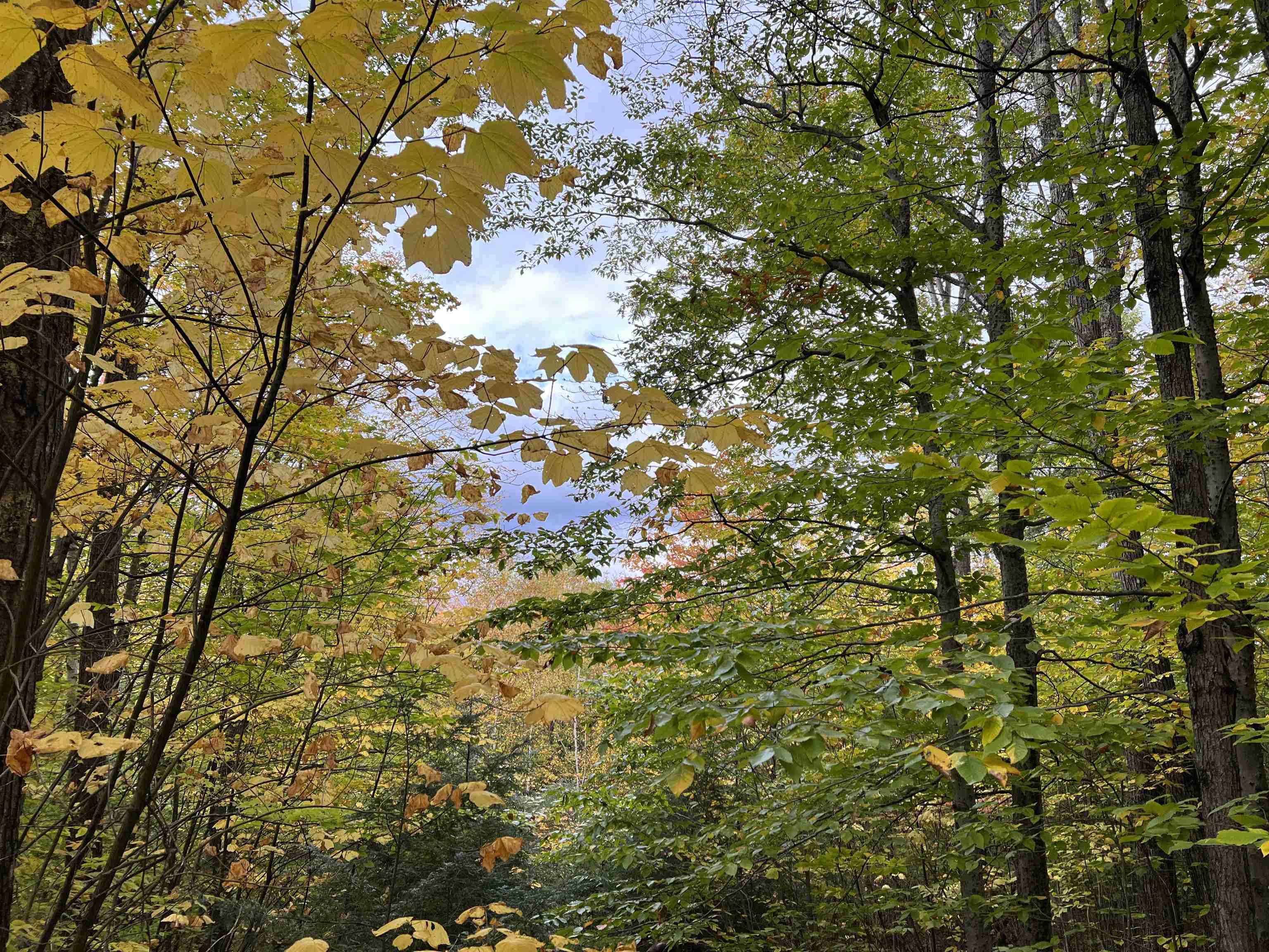 MLS #5068632 image #25