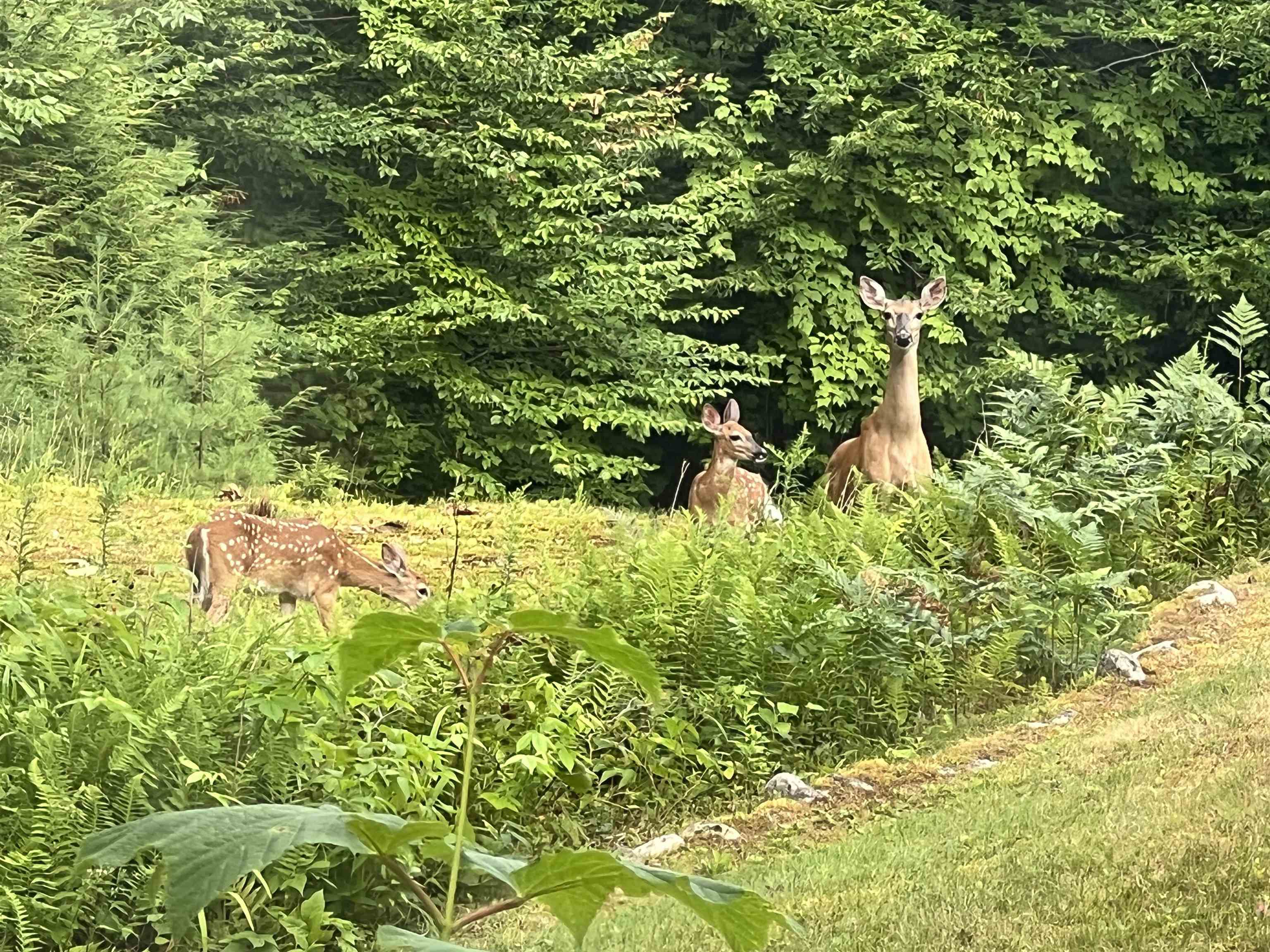 MLS #5068632 image #5