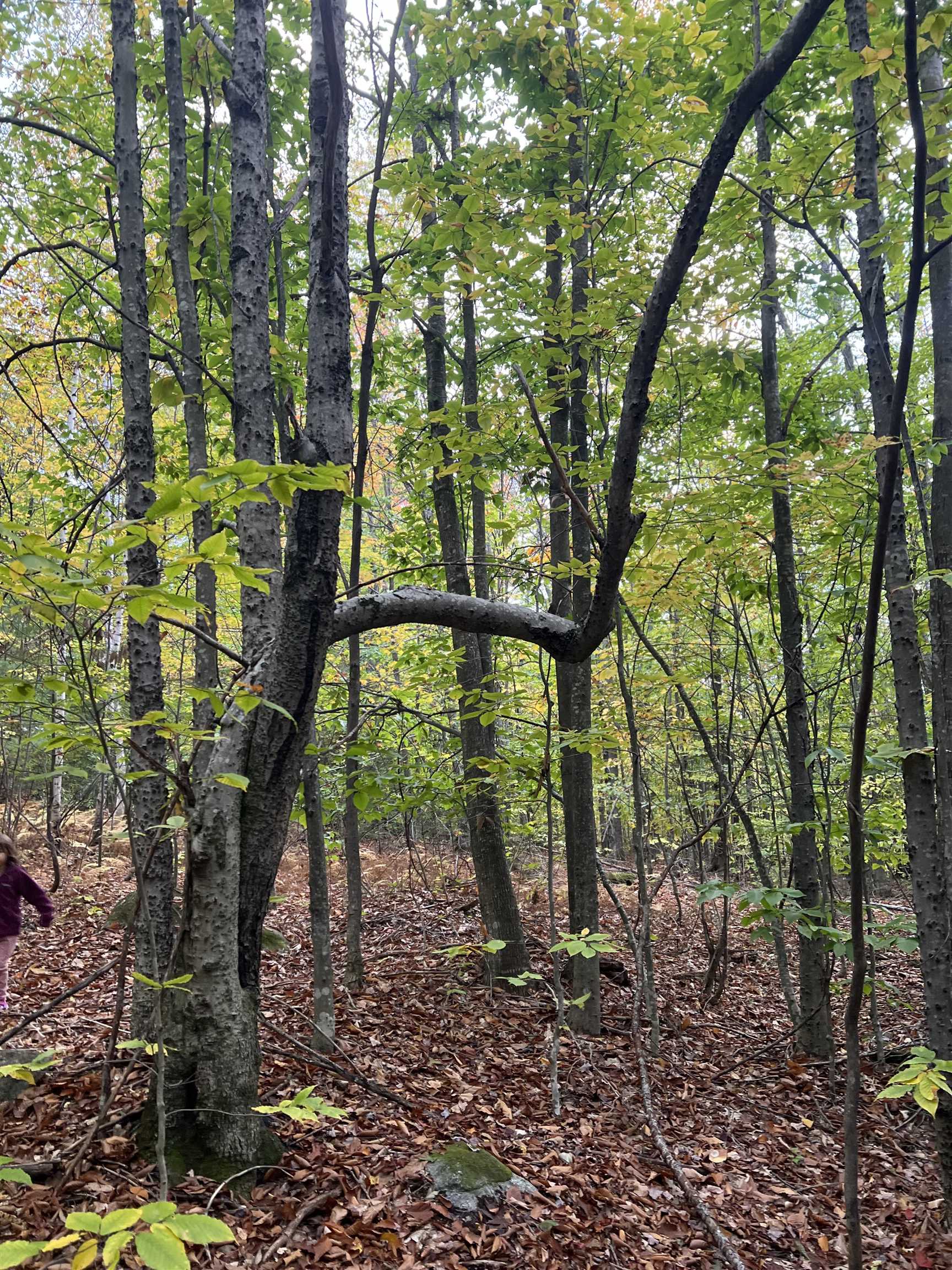 MLS #5068632 image #9