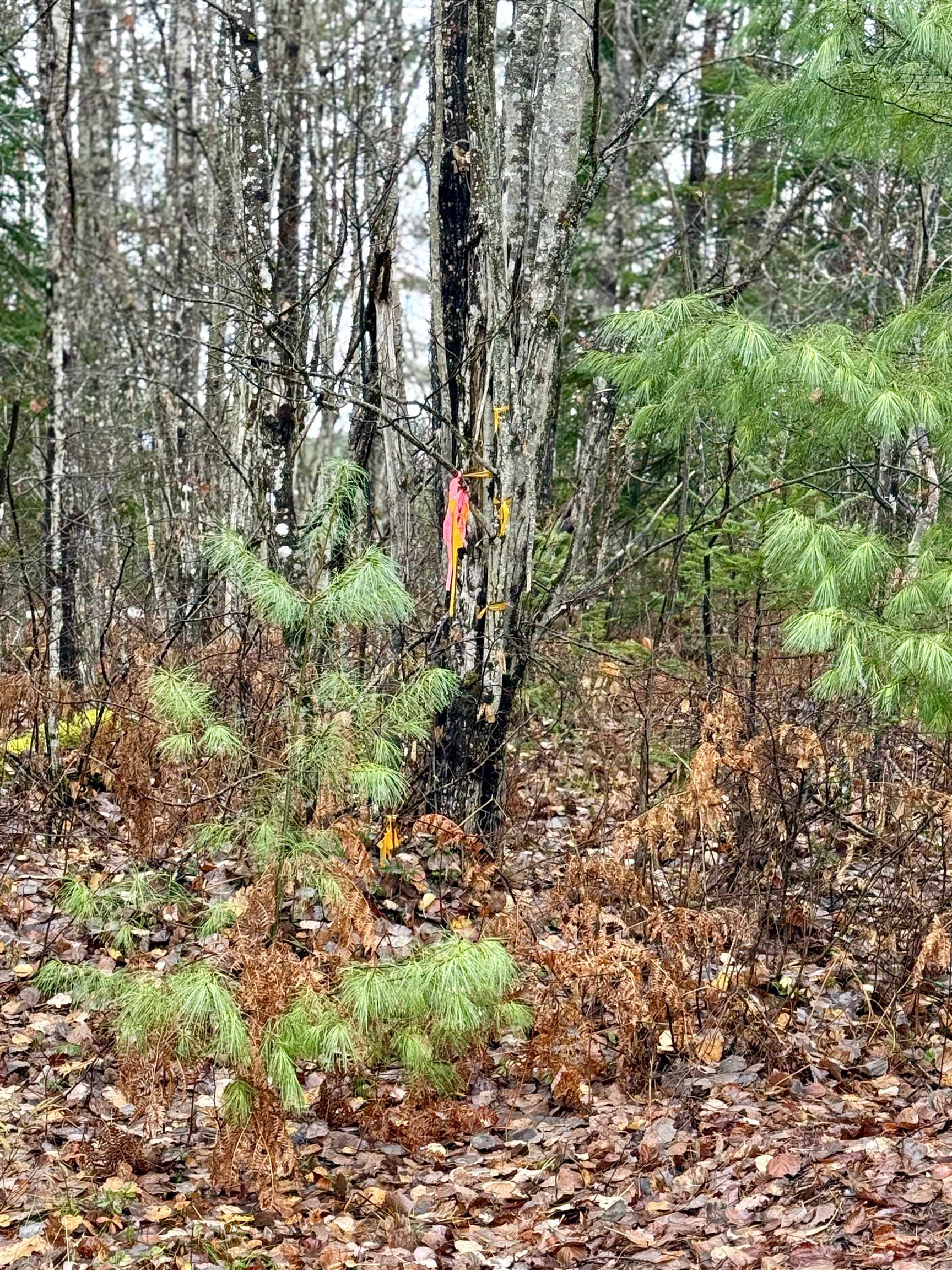 61 Thorn Hill Rd, Bethlehem, NH 03574