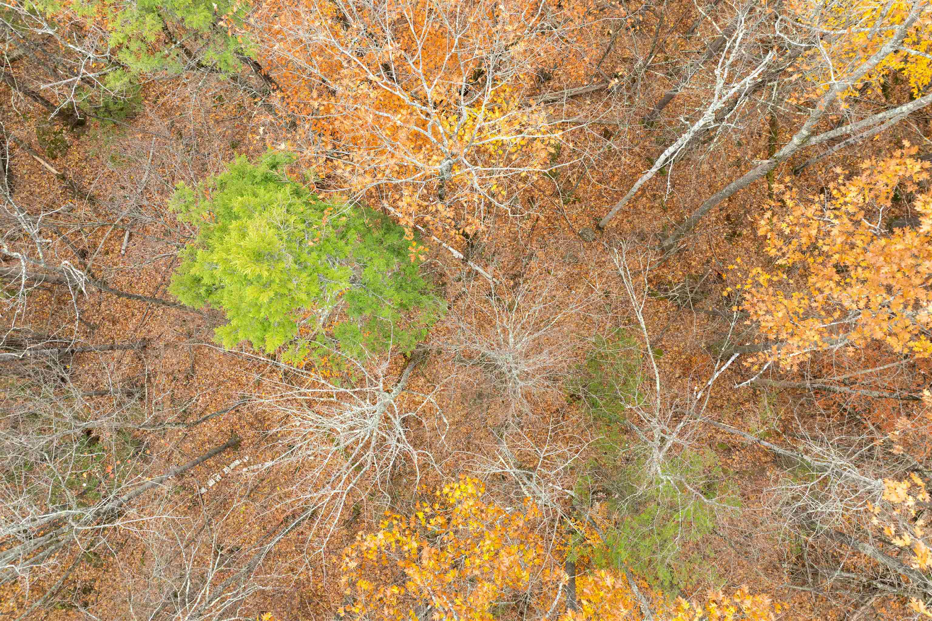 MLS #5069105 image #4