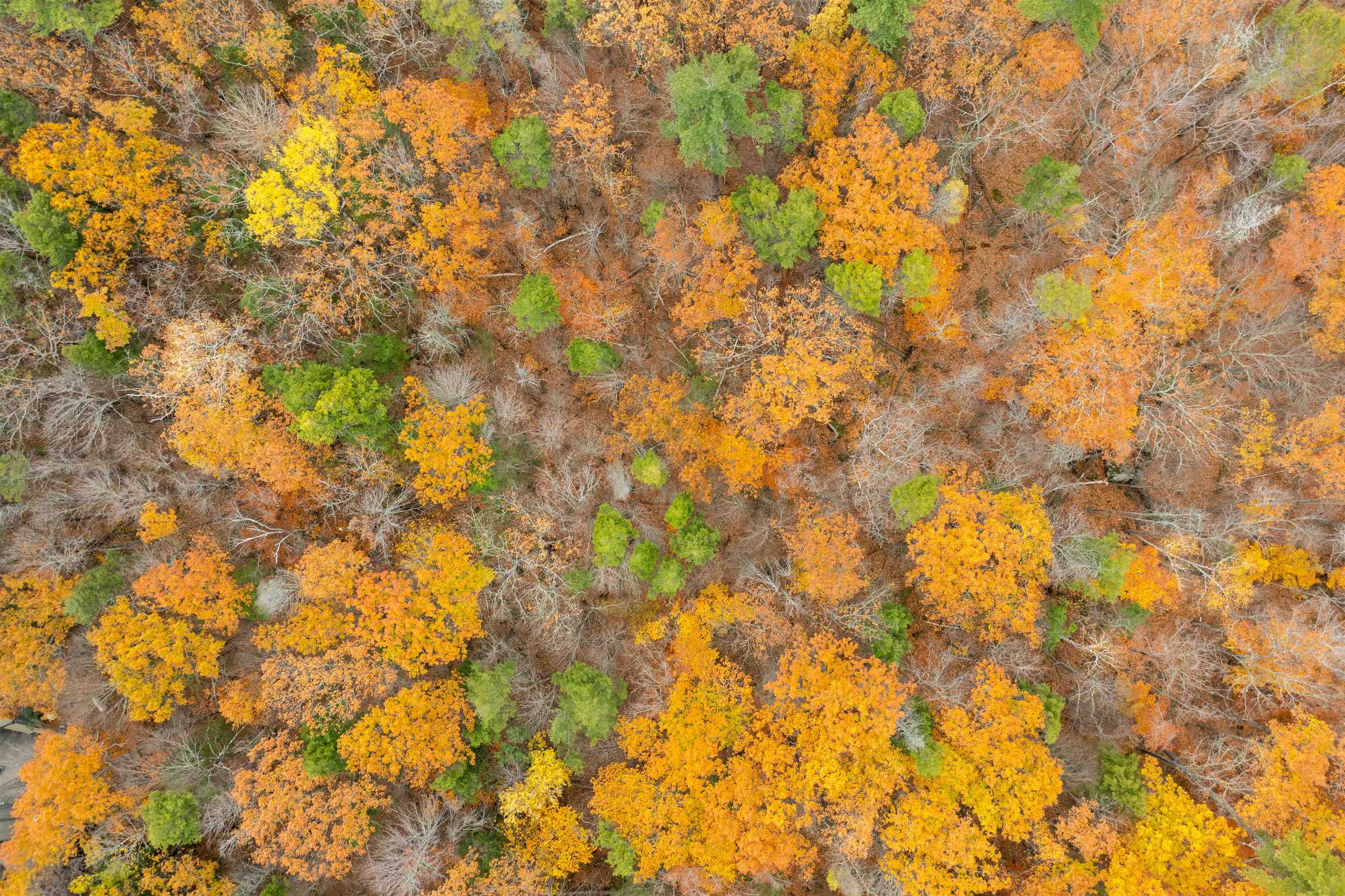 MLS #5069105 image #7