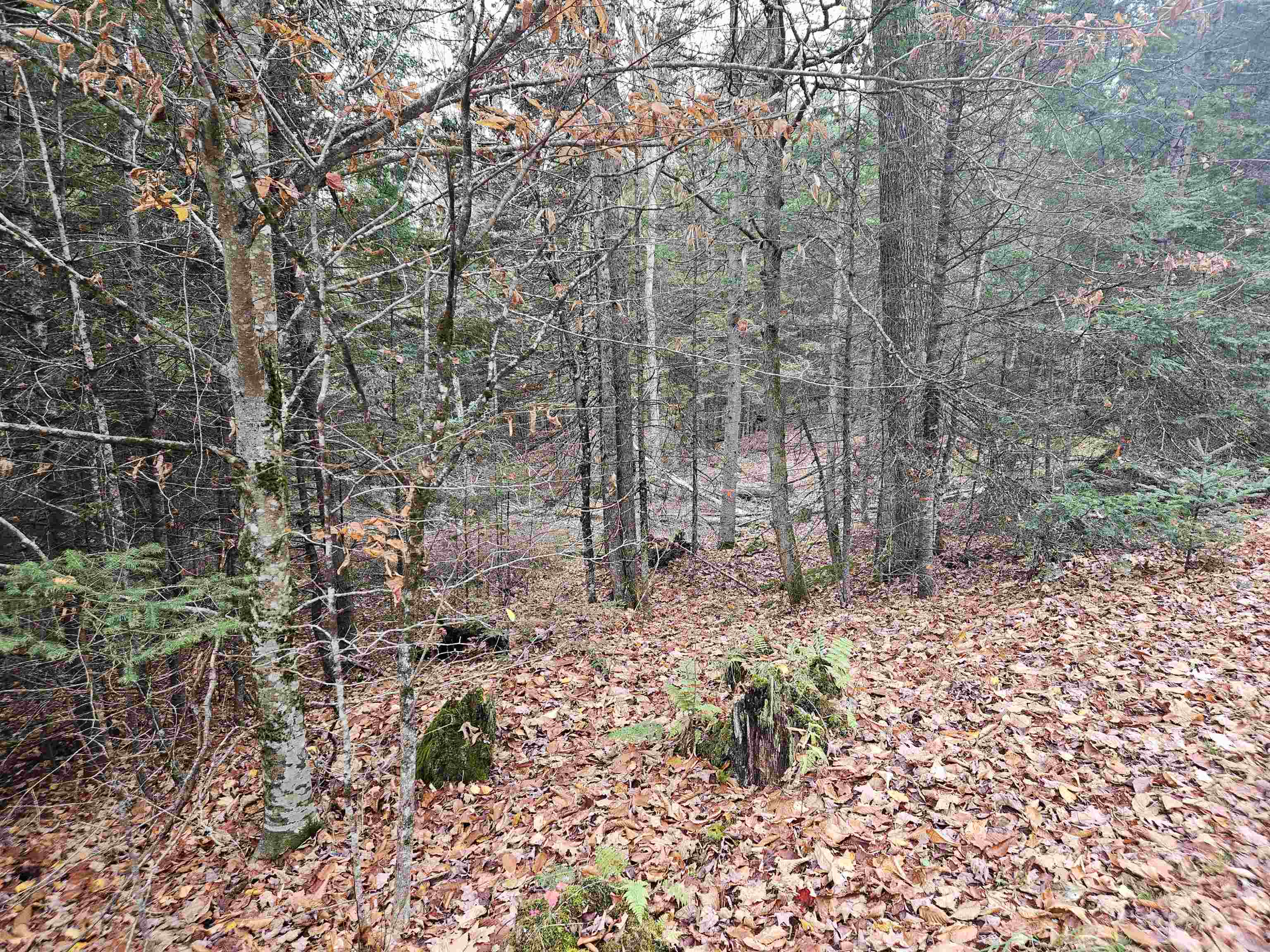 Homes for sale in Lyman, NH | 35 Langway Rd, Lyman, NH 03585 | MLS# 5069884