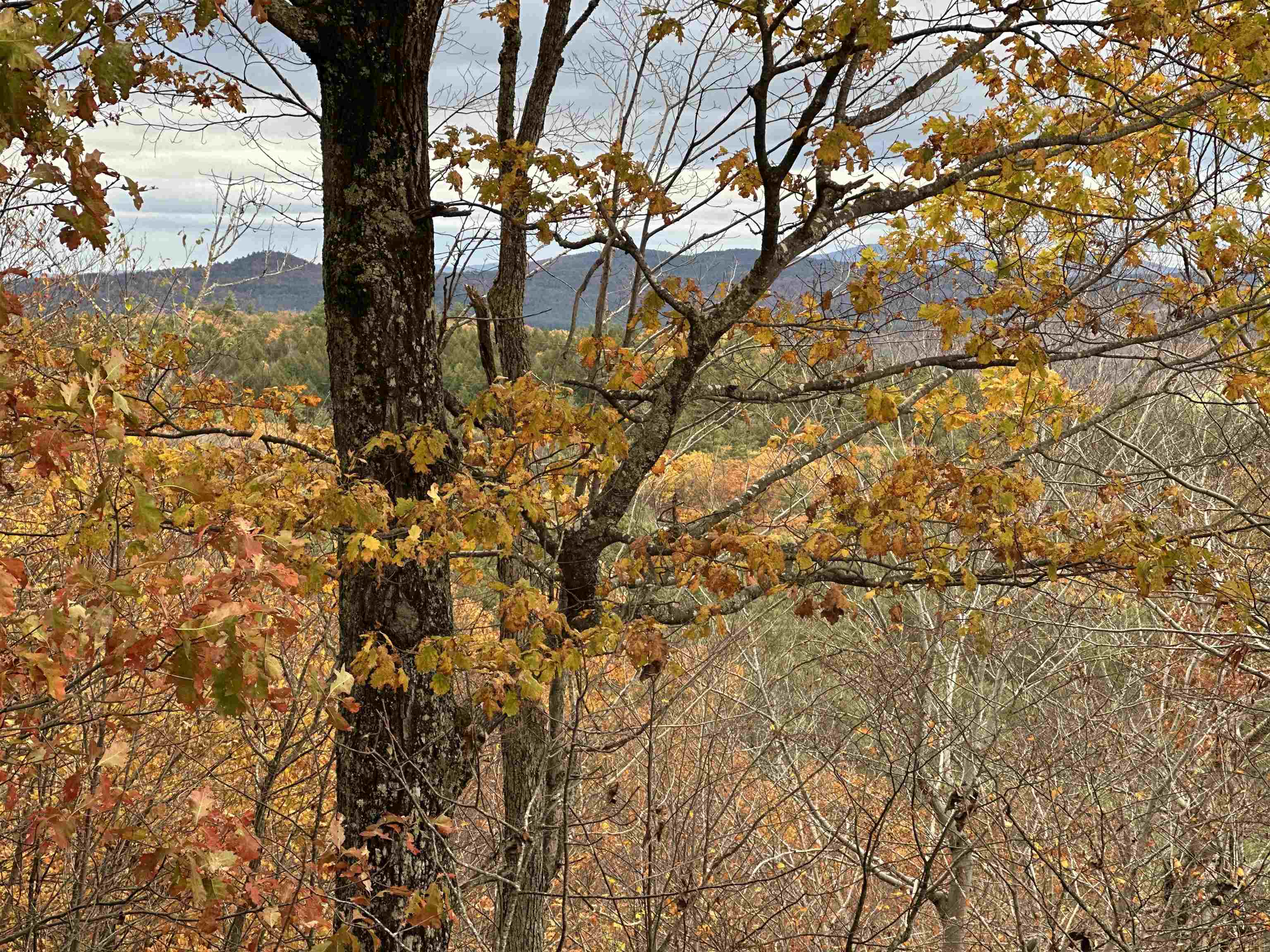 MLS #5070977 image #19