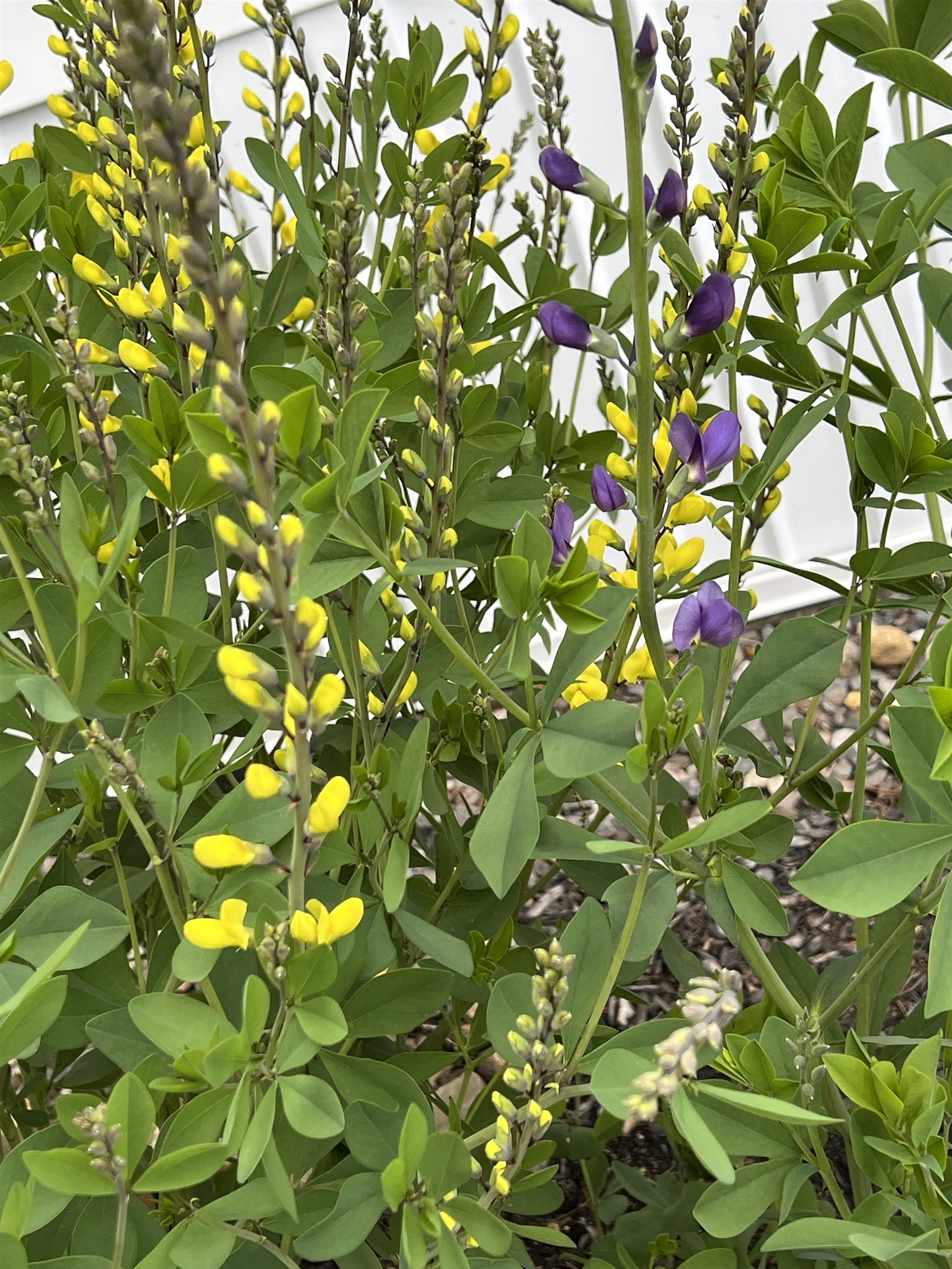 MLS #5071089 image #45