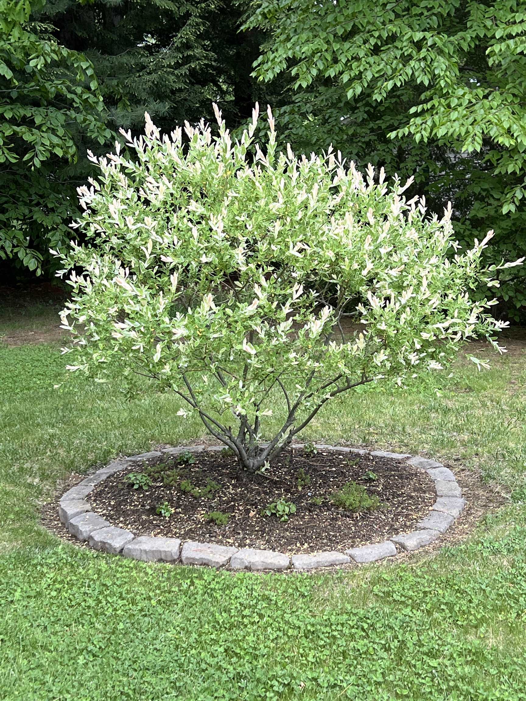 MLS #5071090 image #43