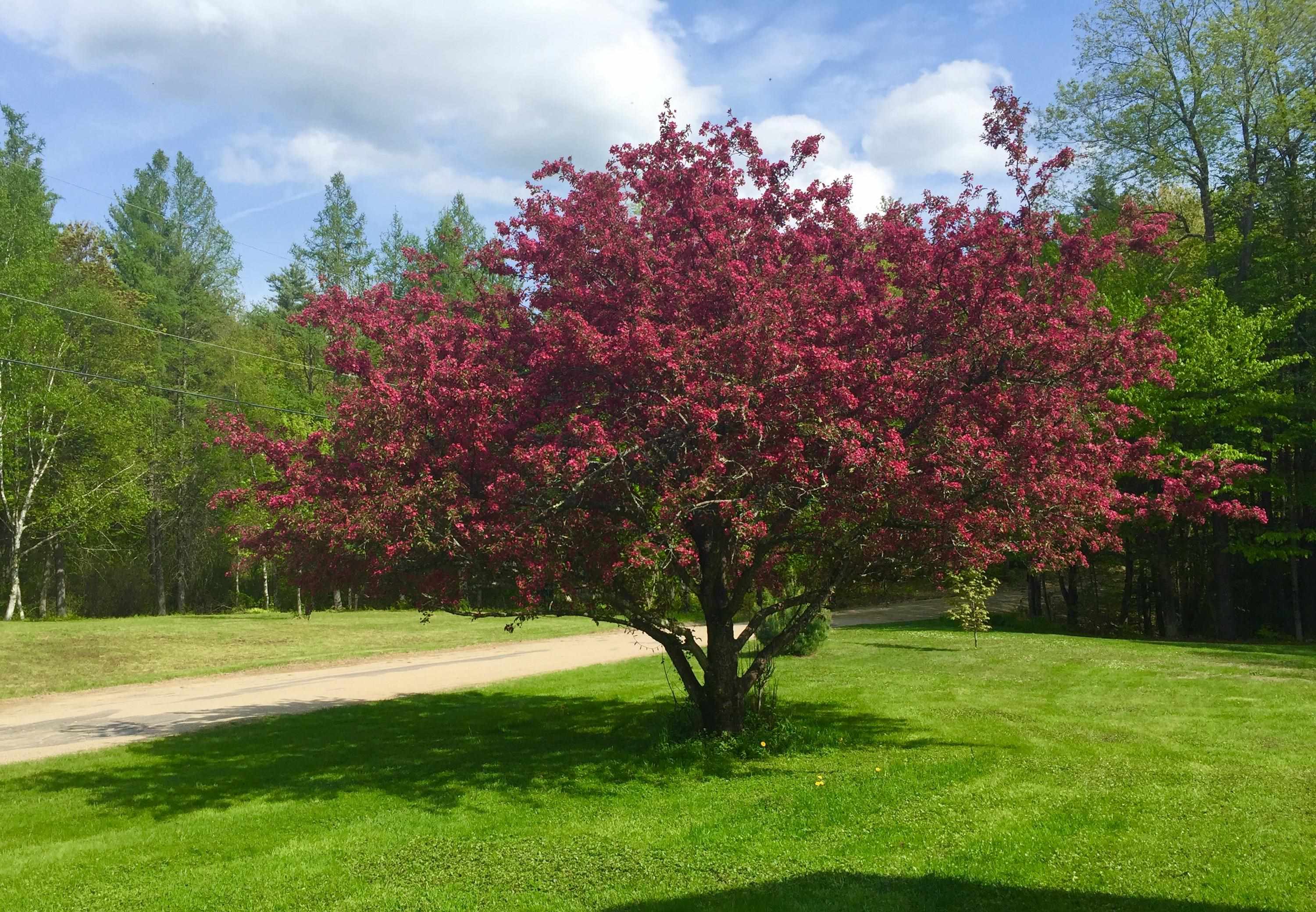 MLS #5071656 image #32