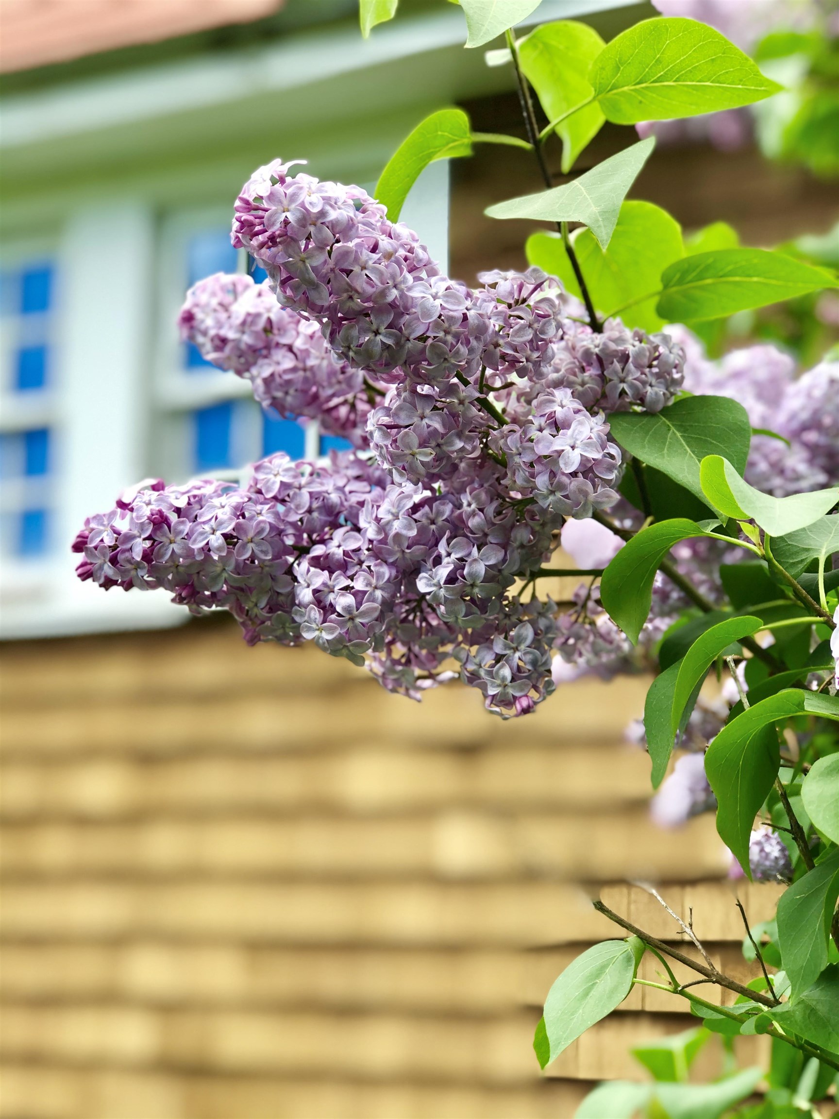 MLS #5071656 image #33