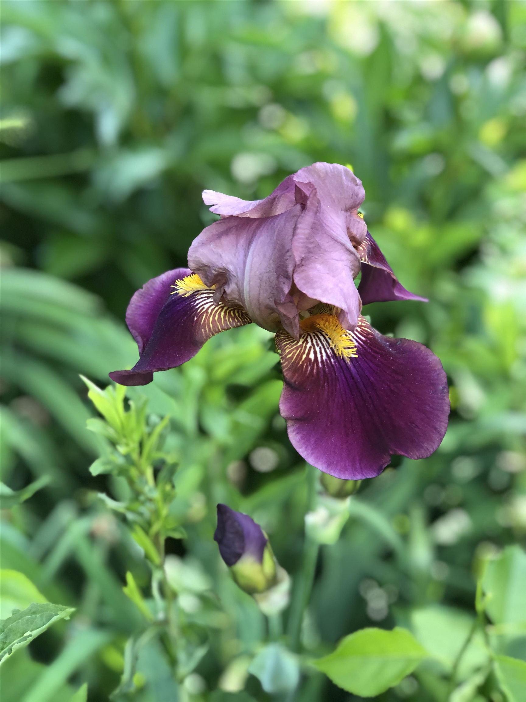 MLS #5071656 image #37