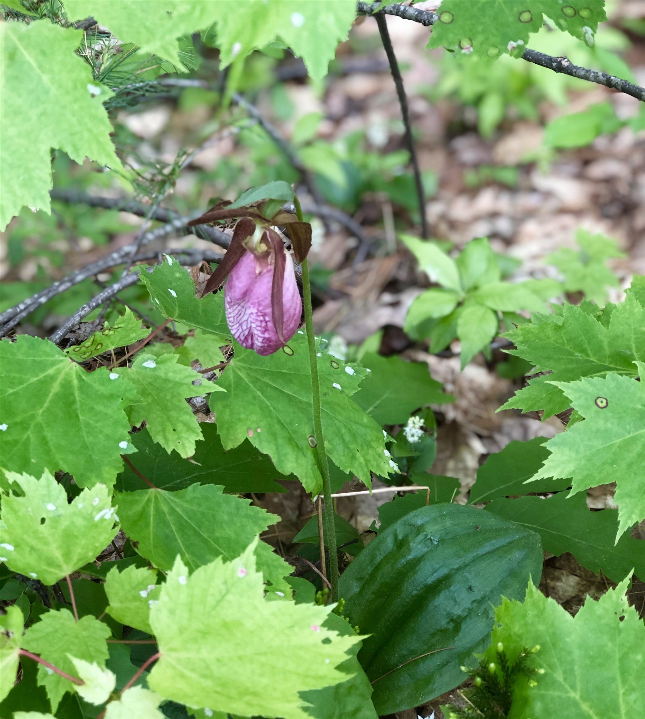 MLS #5071656 image #48