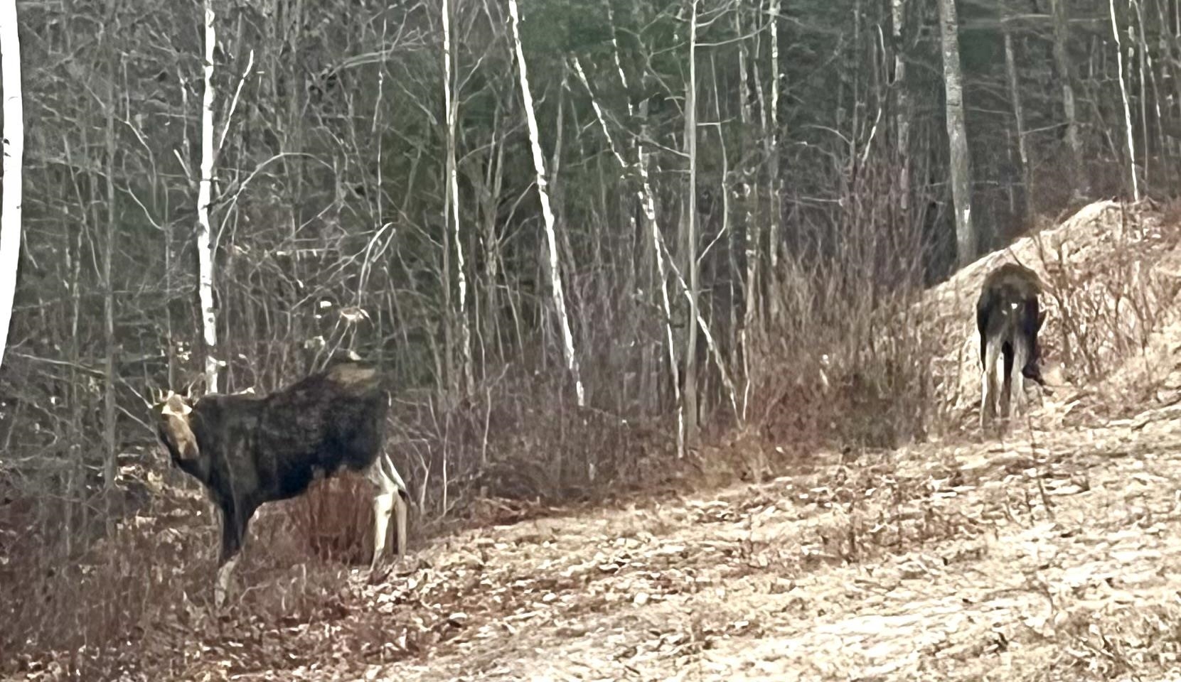 MLS #5071656 image #52