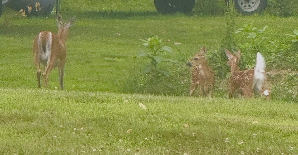 MLS #5071656 image #53