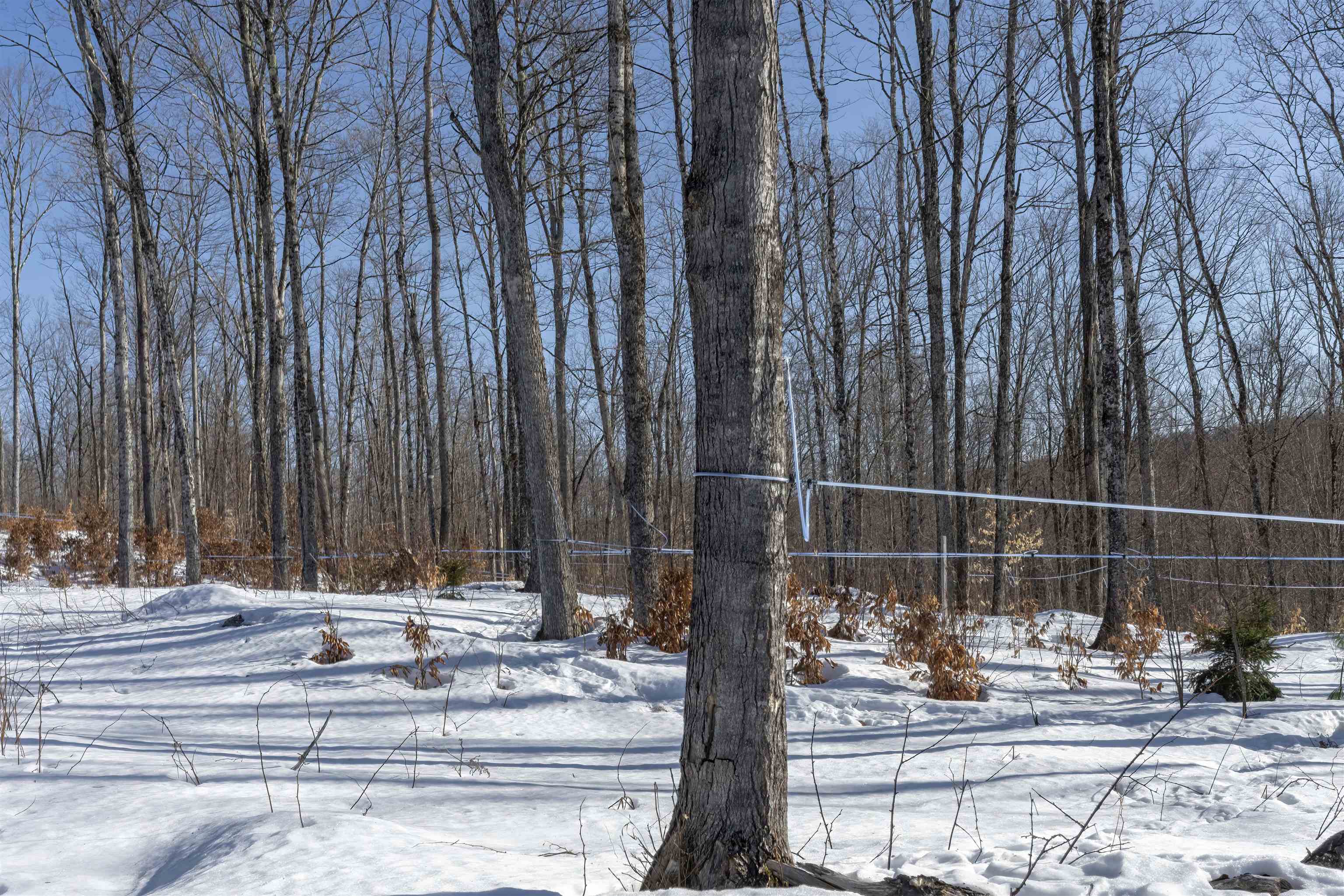   Click for more details  