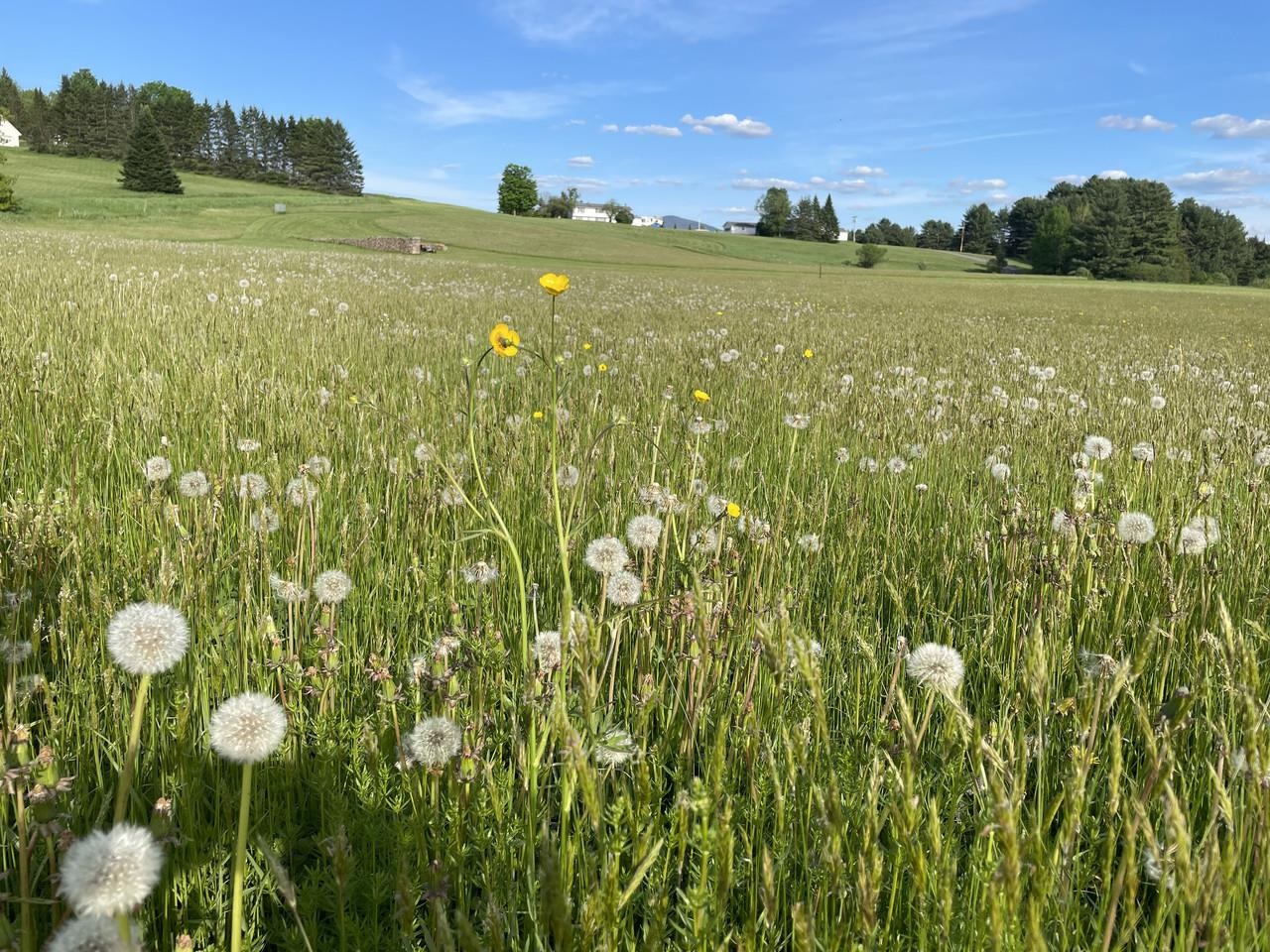 Homes for sale in East Montpelier, VT | 0 L Brown Dr, East Montpelier, VT 05602 | MLS# 5073977